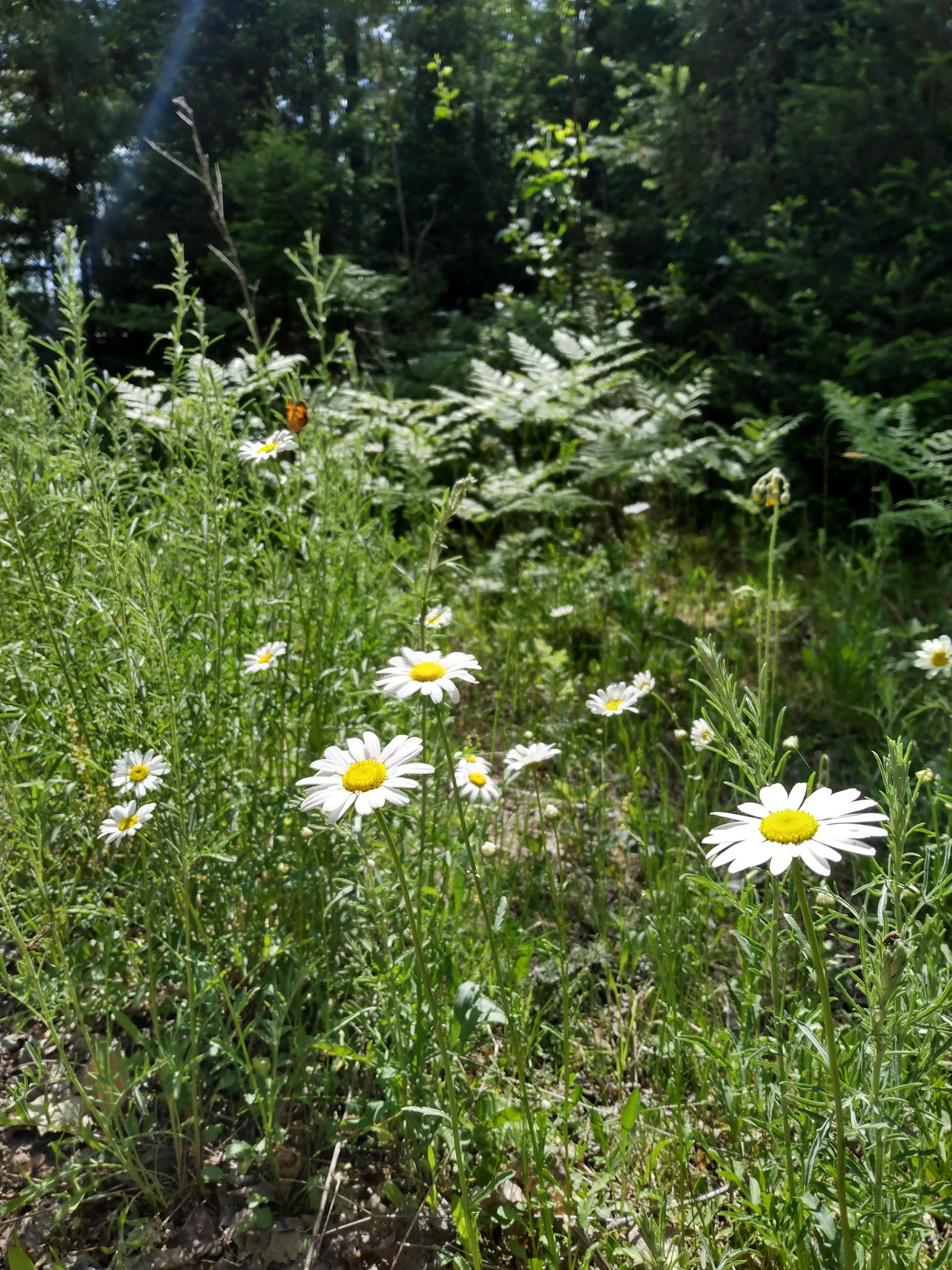 Sparrow Rapids Campground