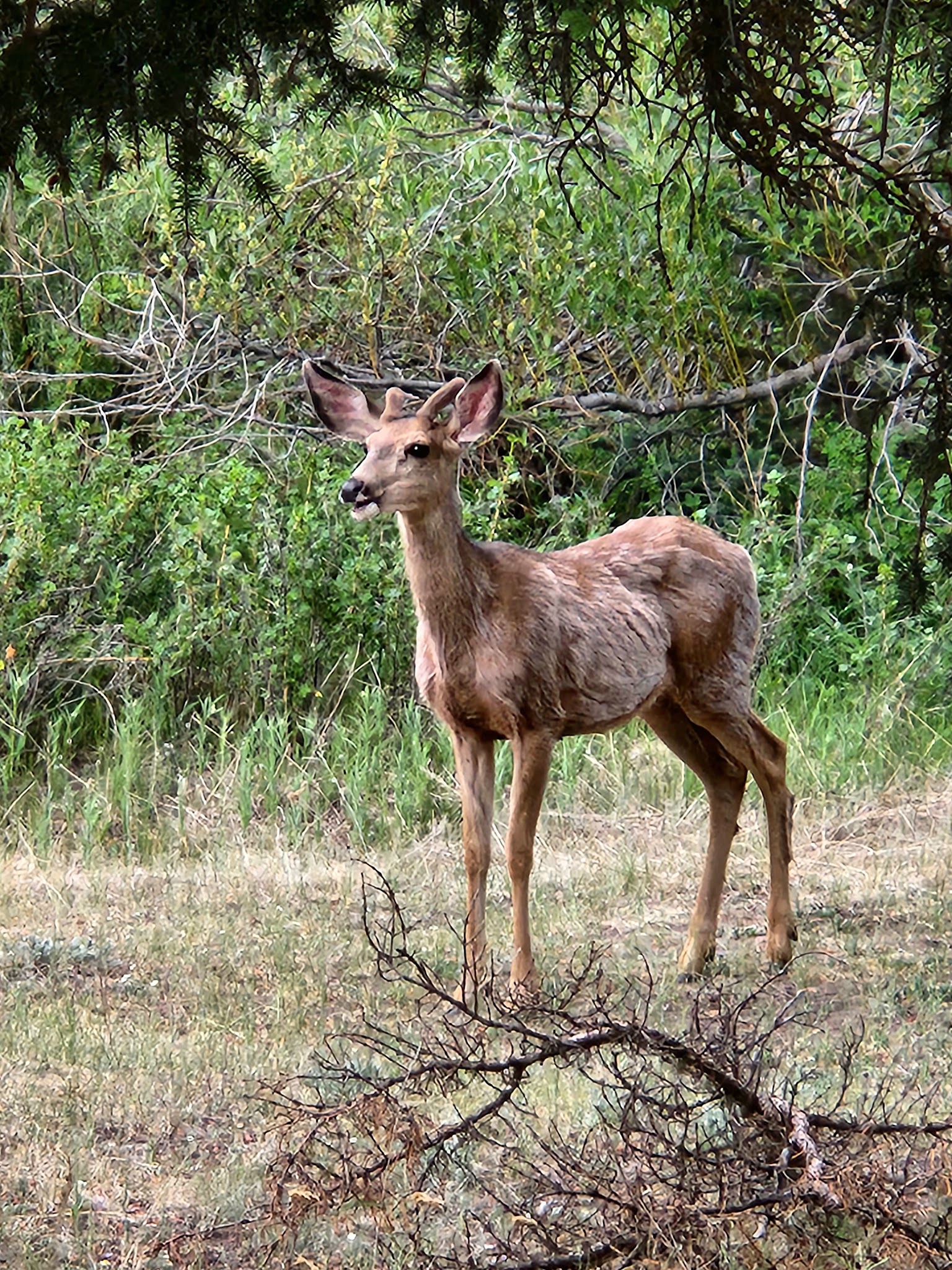 Spectacle Lake Campground