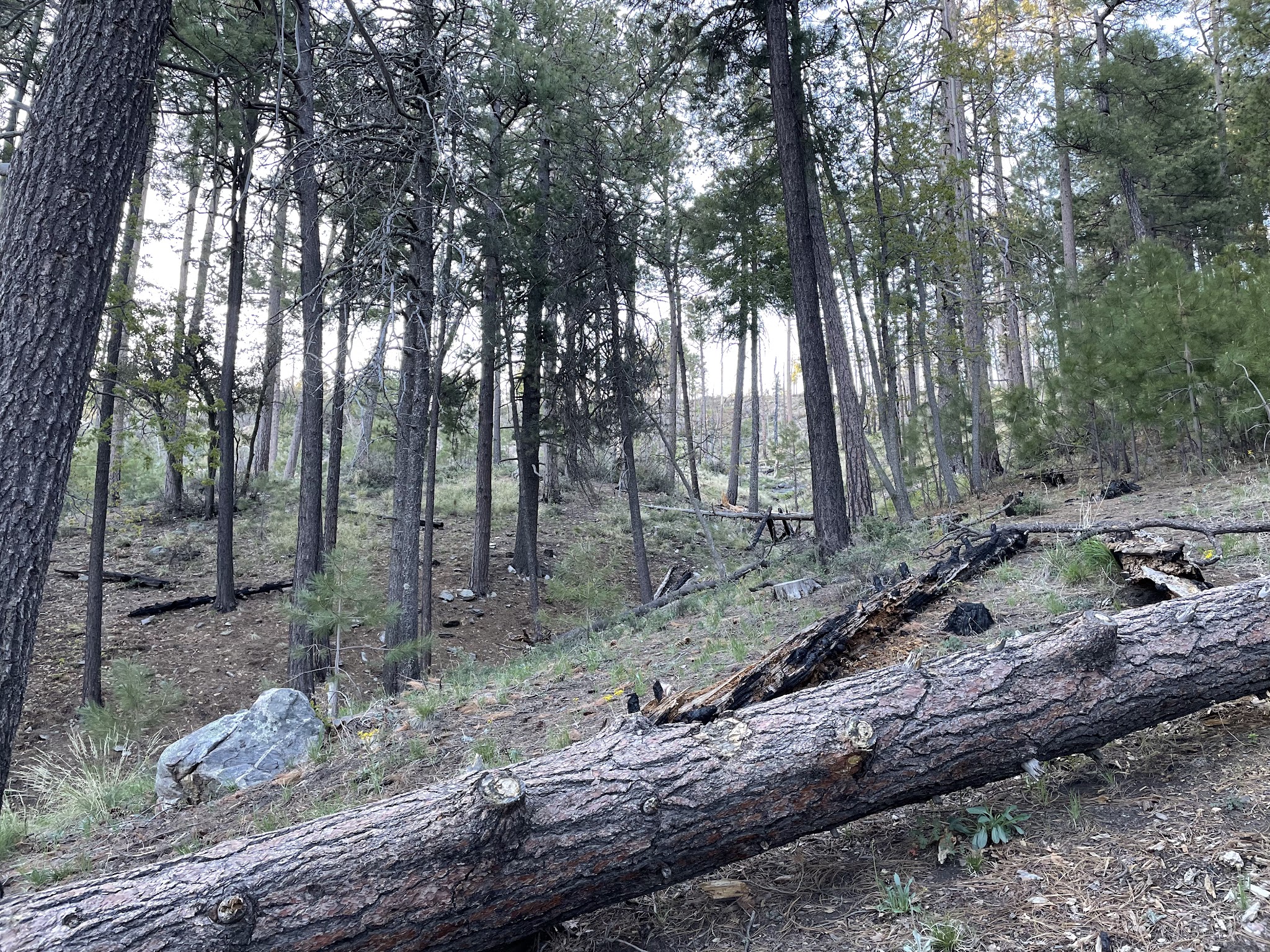 Spencer Canyon Campground