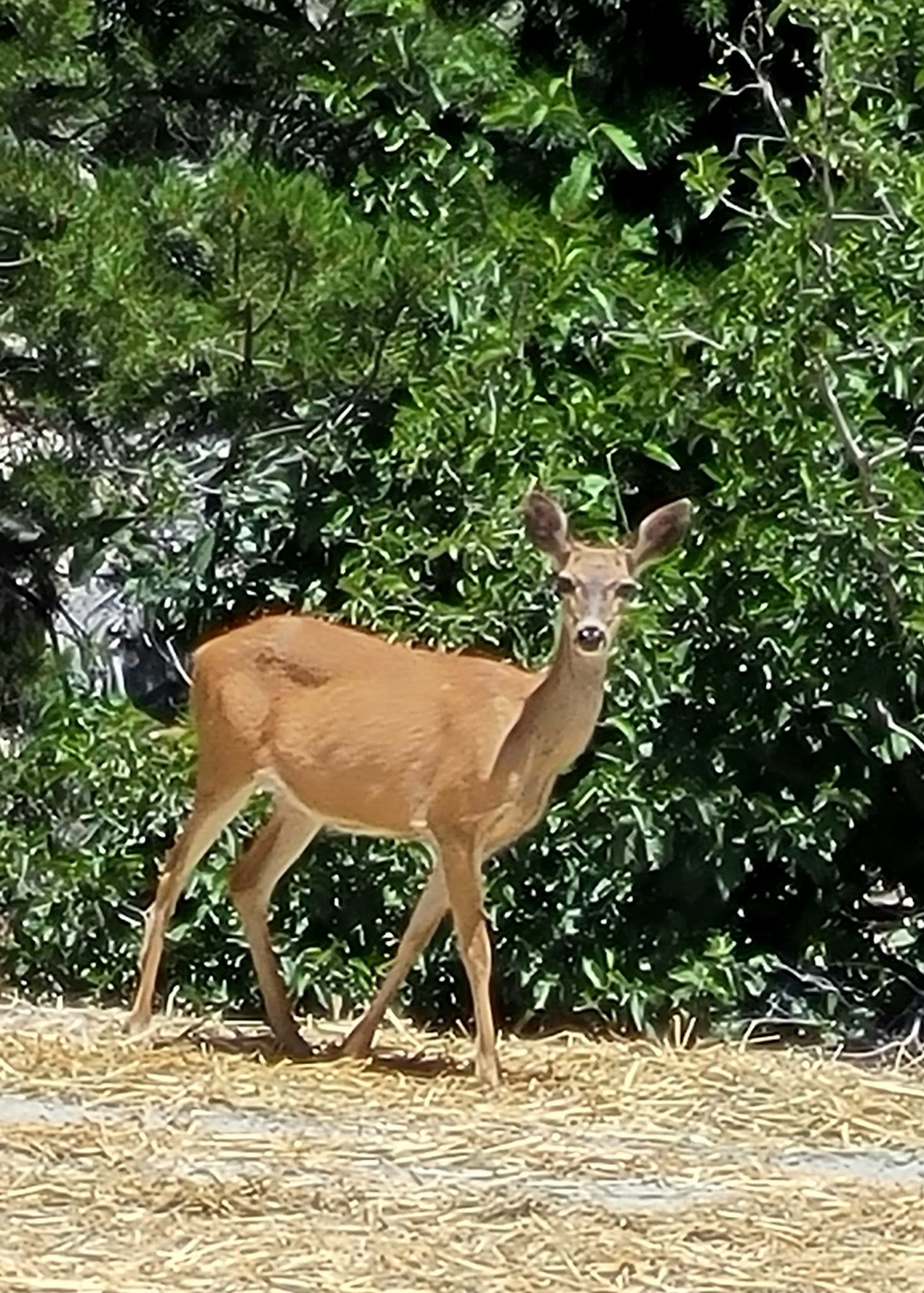 Spicer Reservoir Group Campground