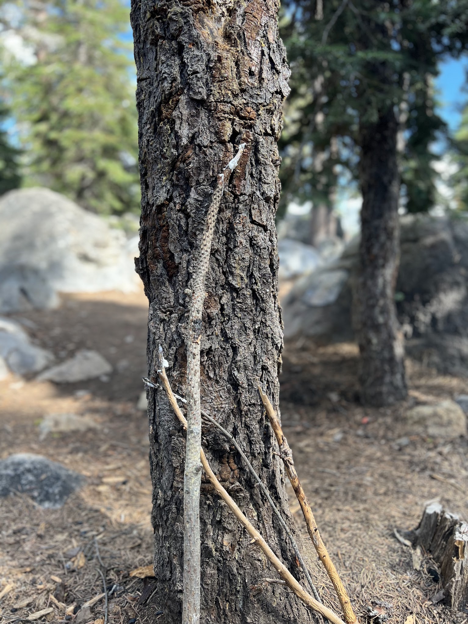 Spicer Reservoir Group Campground