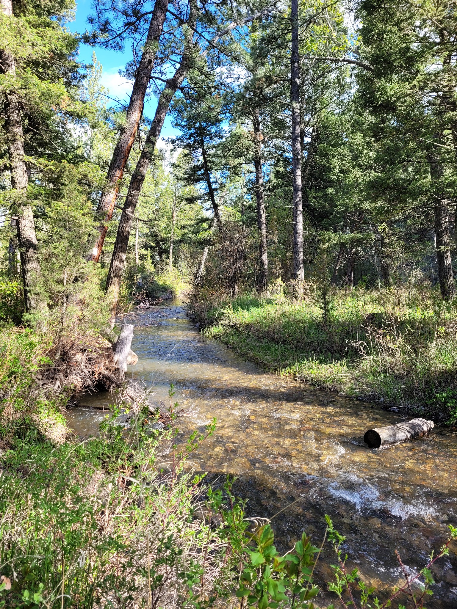 Spring Creek Campground
