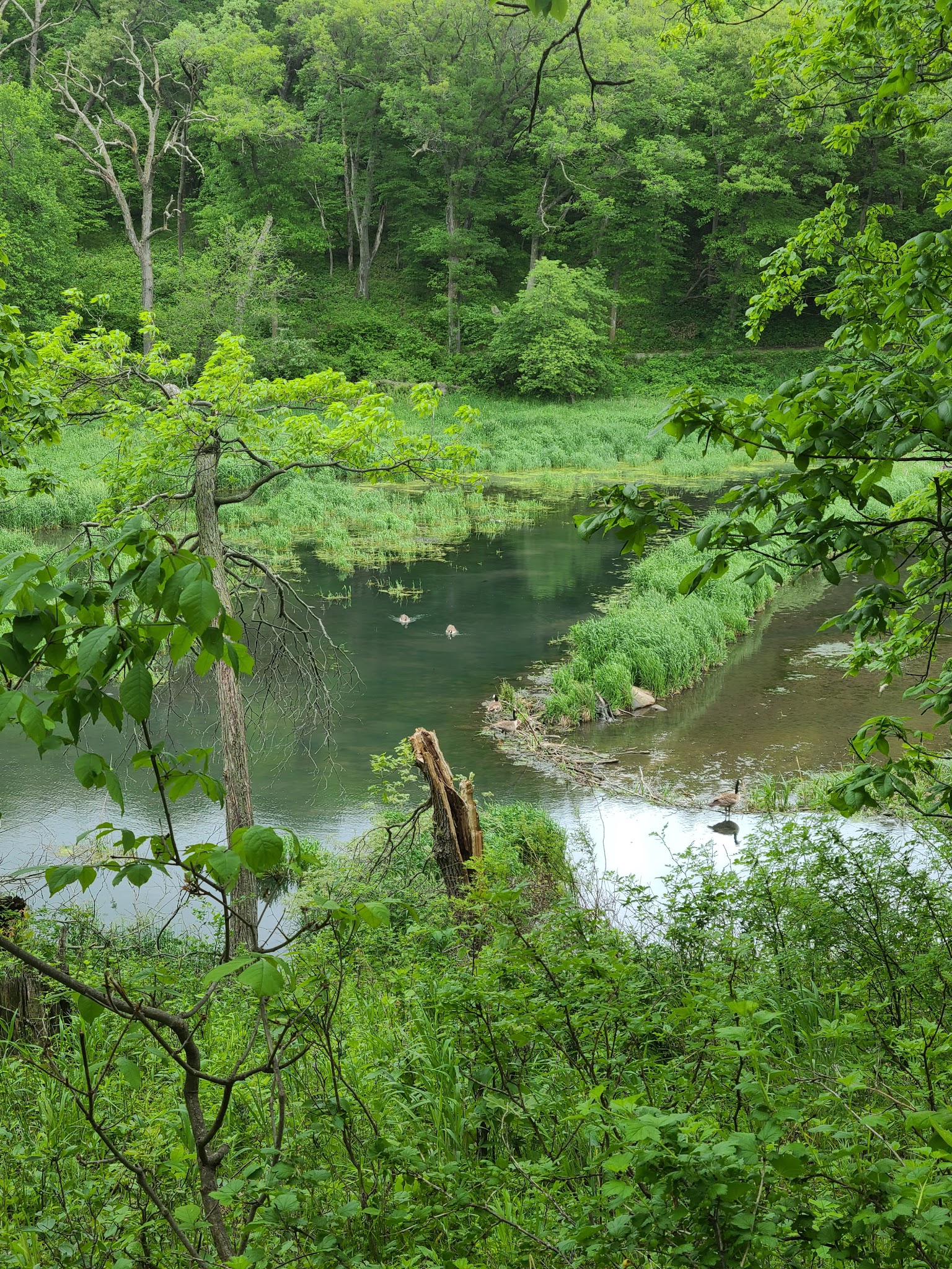 Springbrook State Park