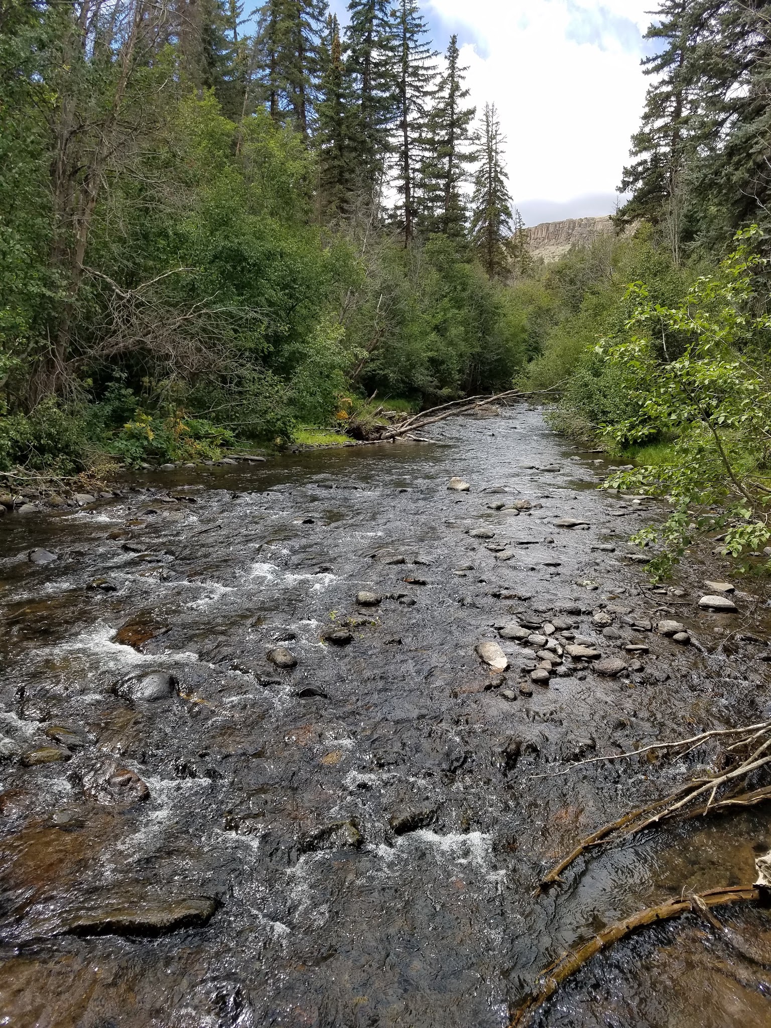 Spruce Campground - Gunnison Rd