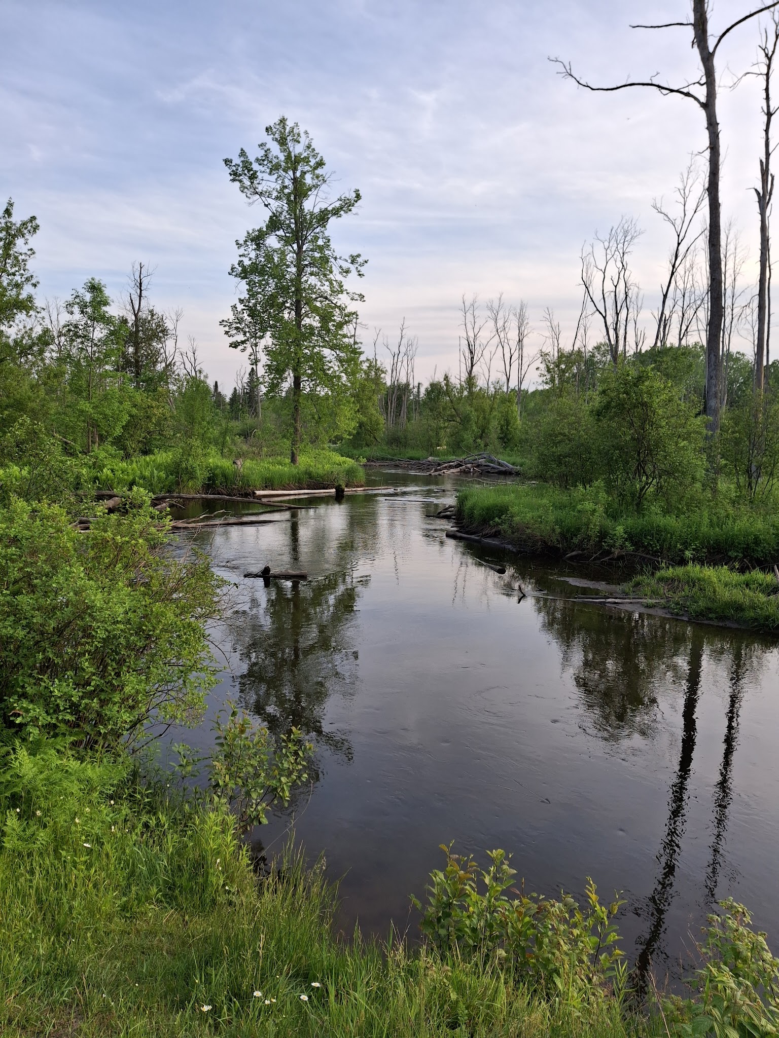 Rifle River Spruce Campground