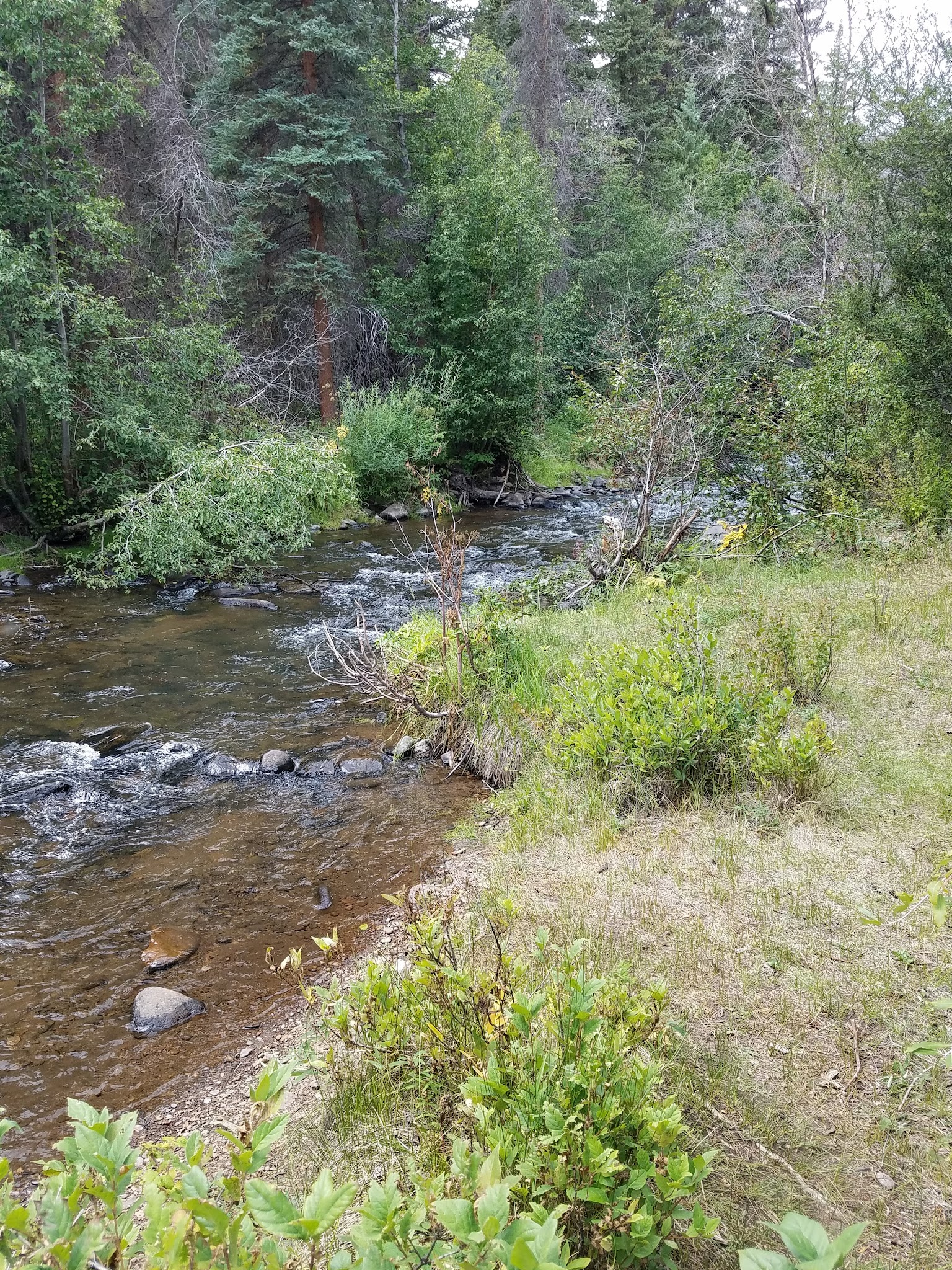 Spruce Campground - Gunnison Rd