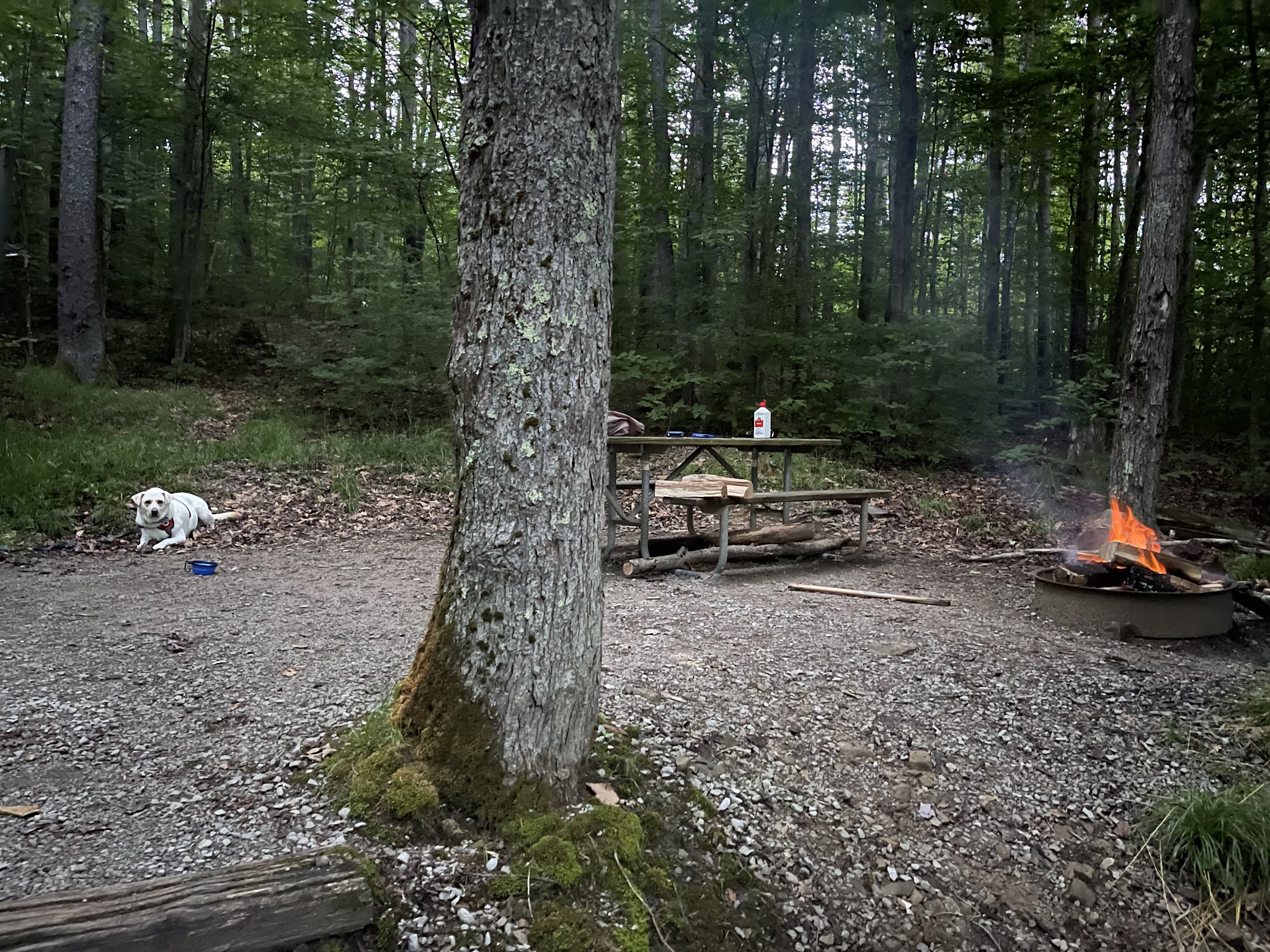 Spruce Knob Lake Campground