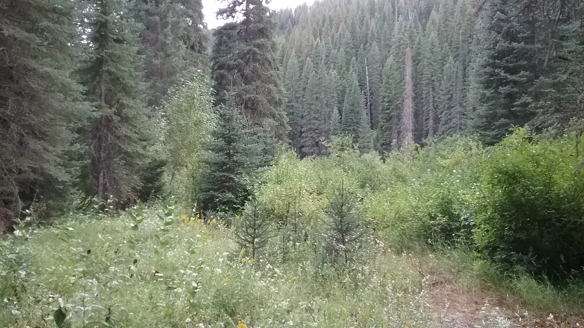 Spruce Tree Campground