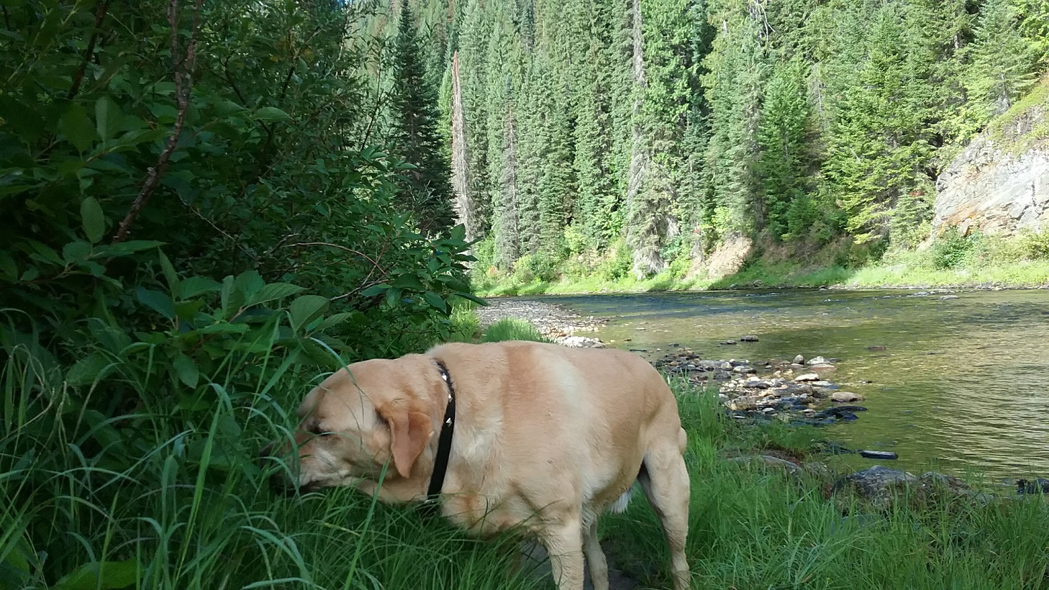 Spruce Tree Campground