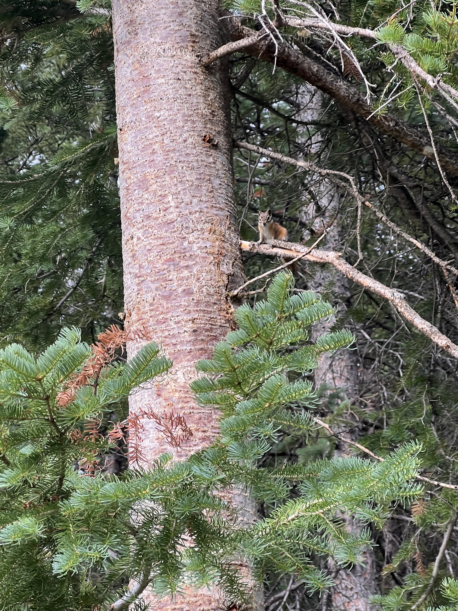 Trappers Lake / Bucks Campground
