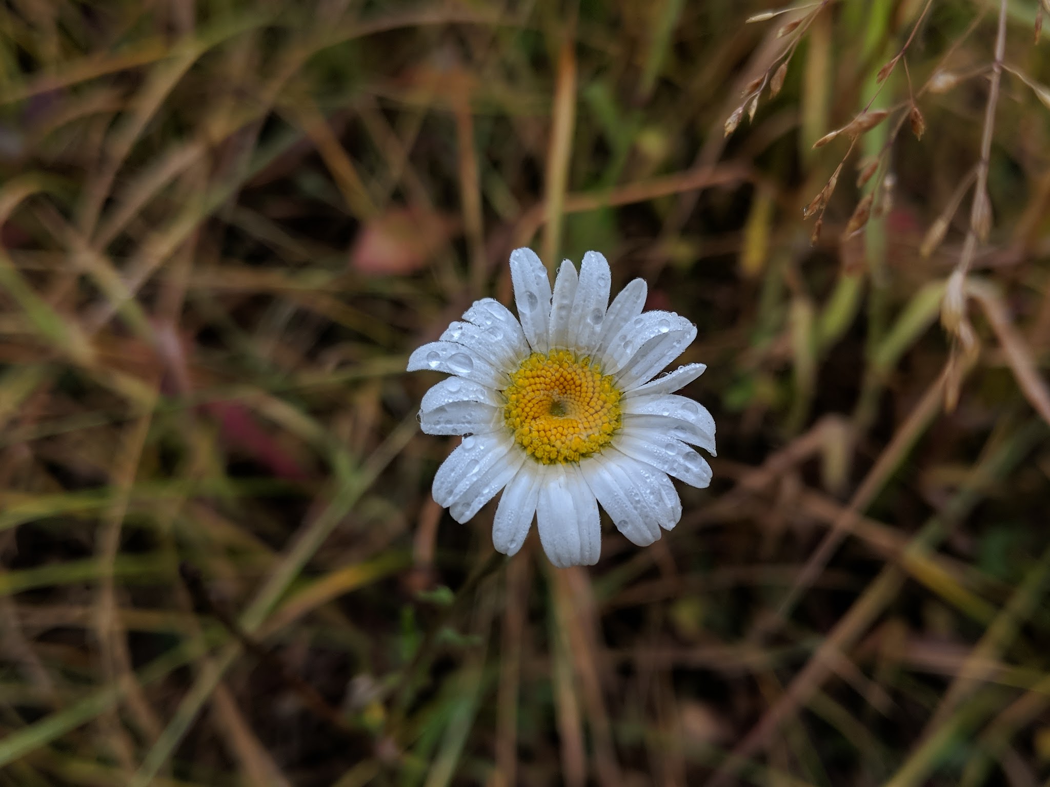St. Louis Creek Campground