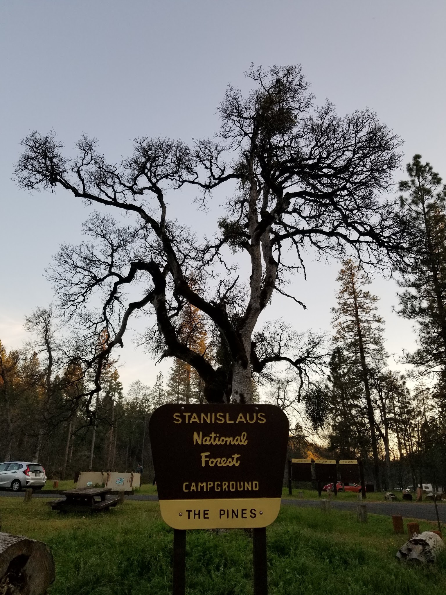 Pines Campground