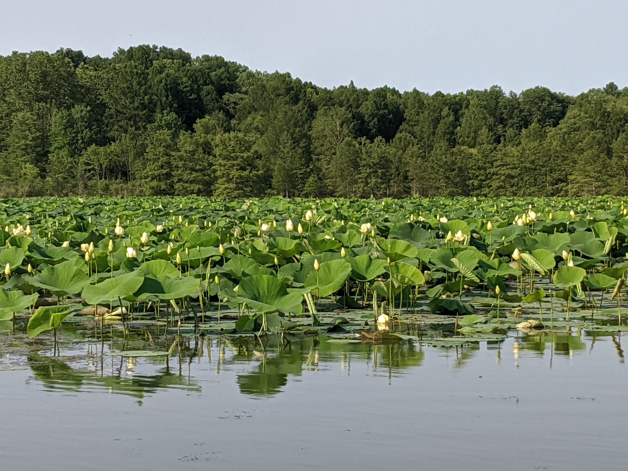 Starve Hollow State Recreation Area