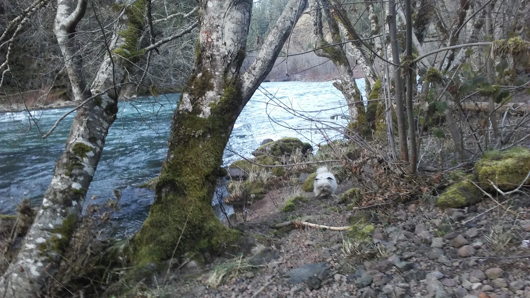 Steamboat Ball Field Group Site