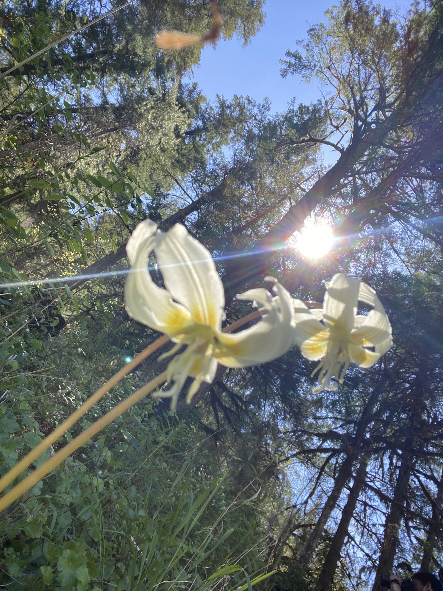 Steamboat Falls Campground