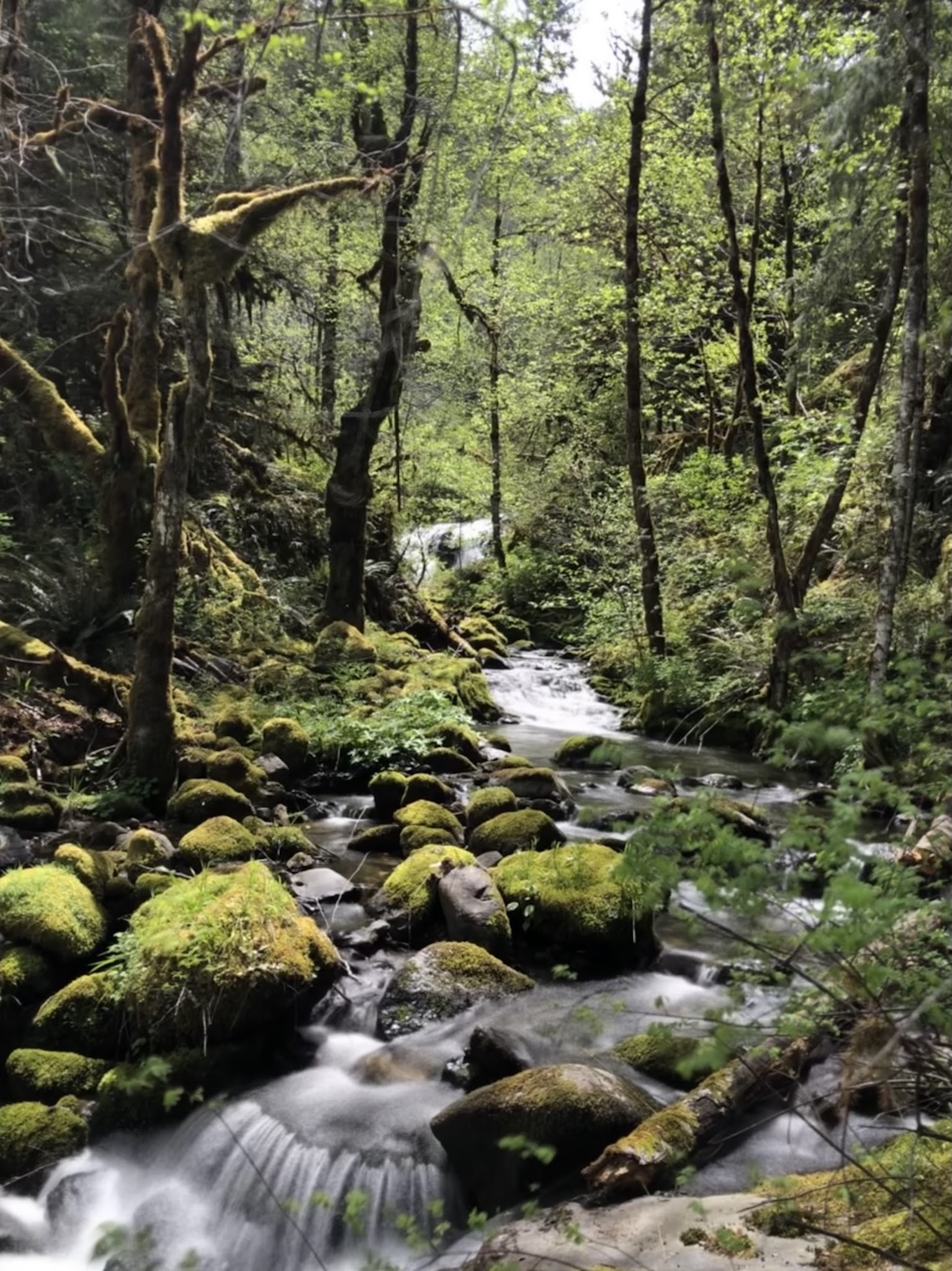 Steamboat Falls Campground