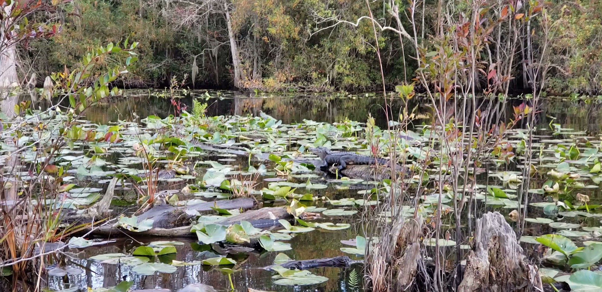 Stephen C Foster State Park