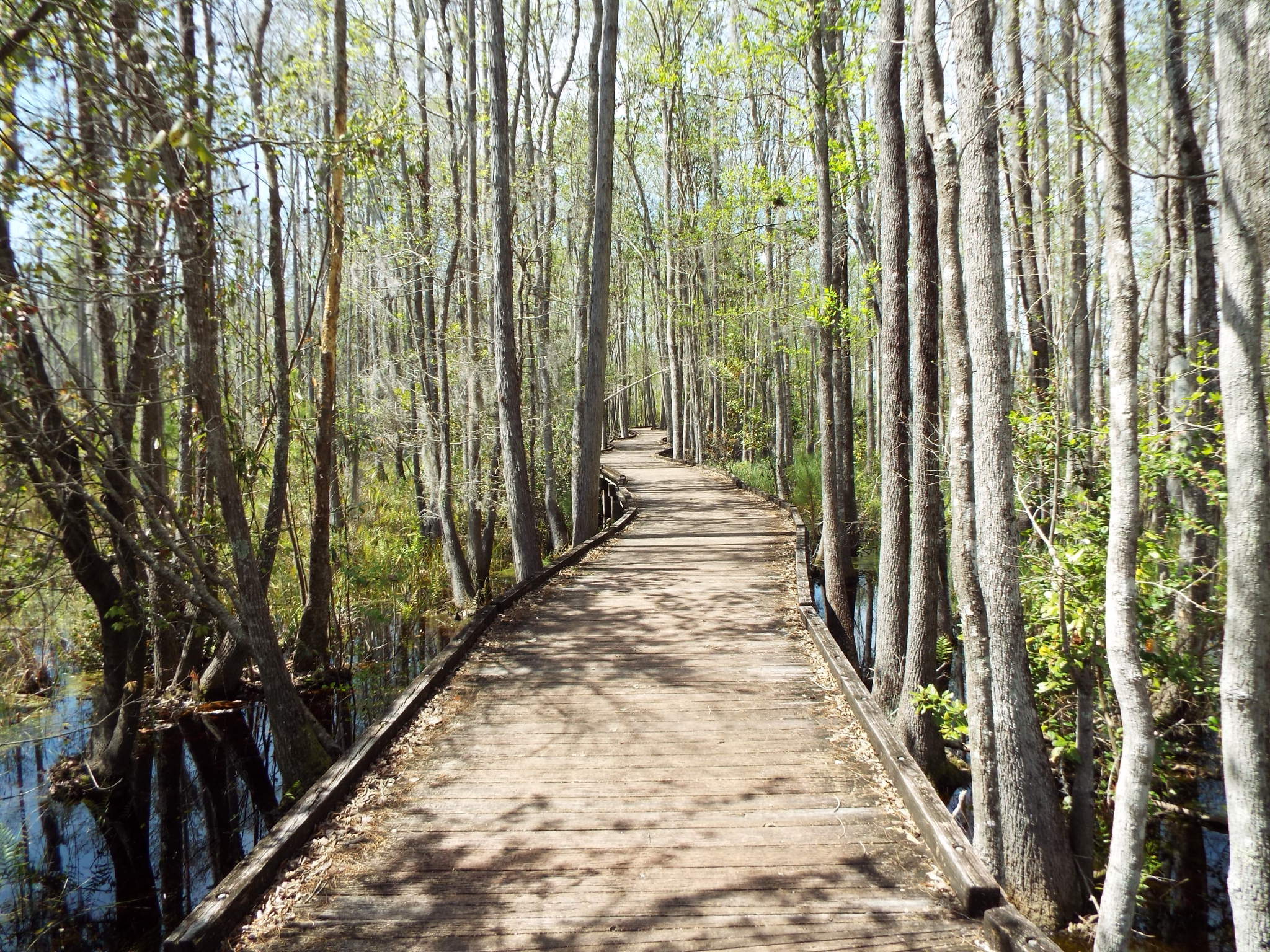 Stephen C Foster State Park