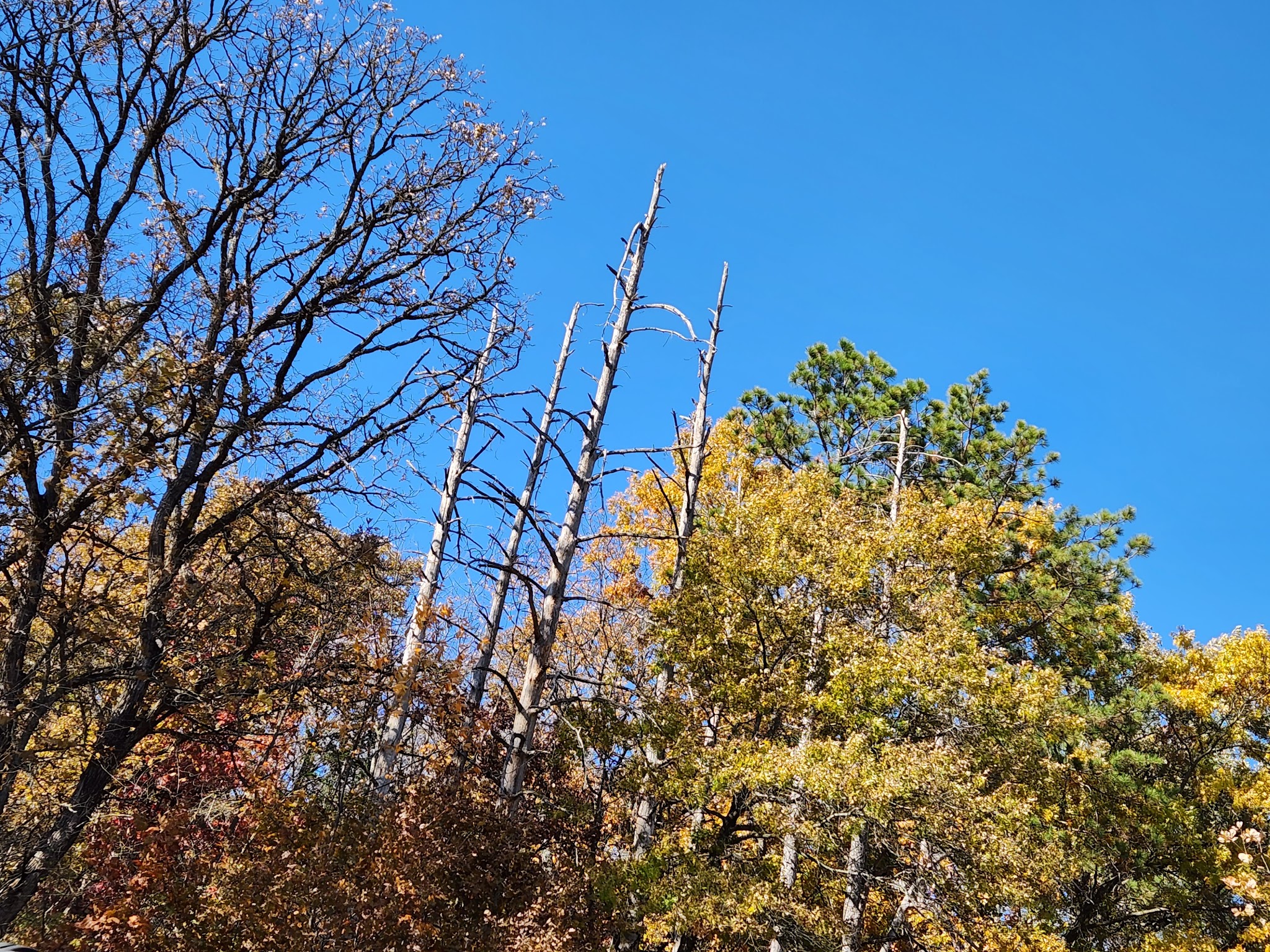 Stephens Forest Campground