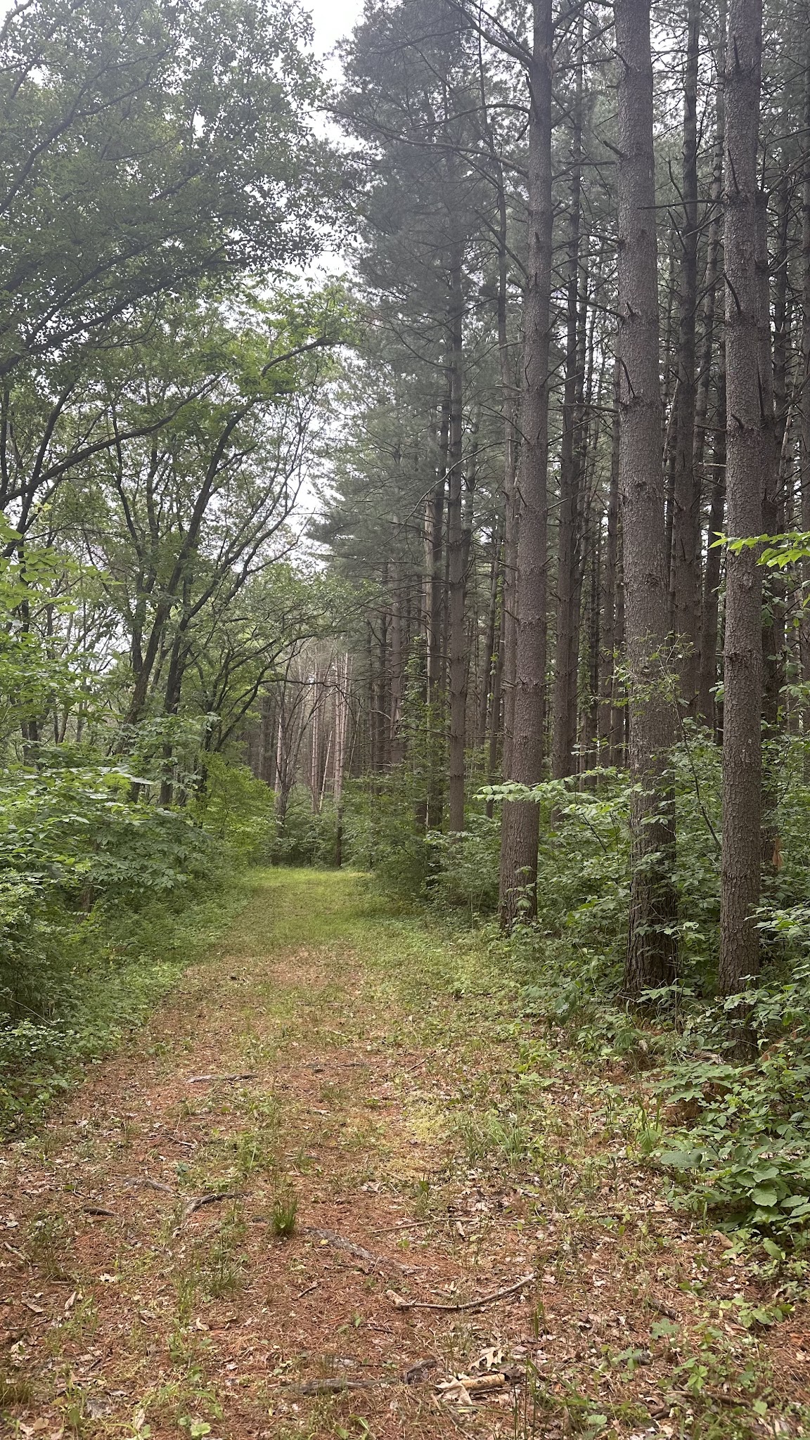Stephens Forest Campground