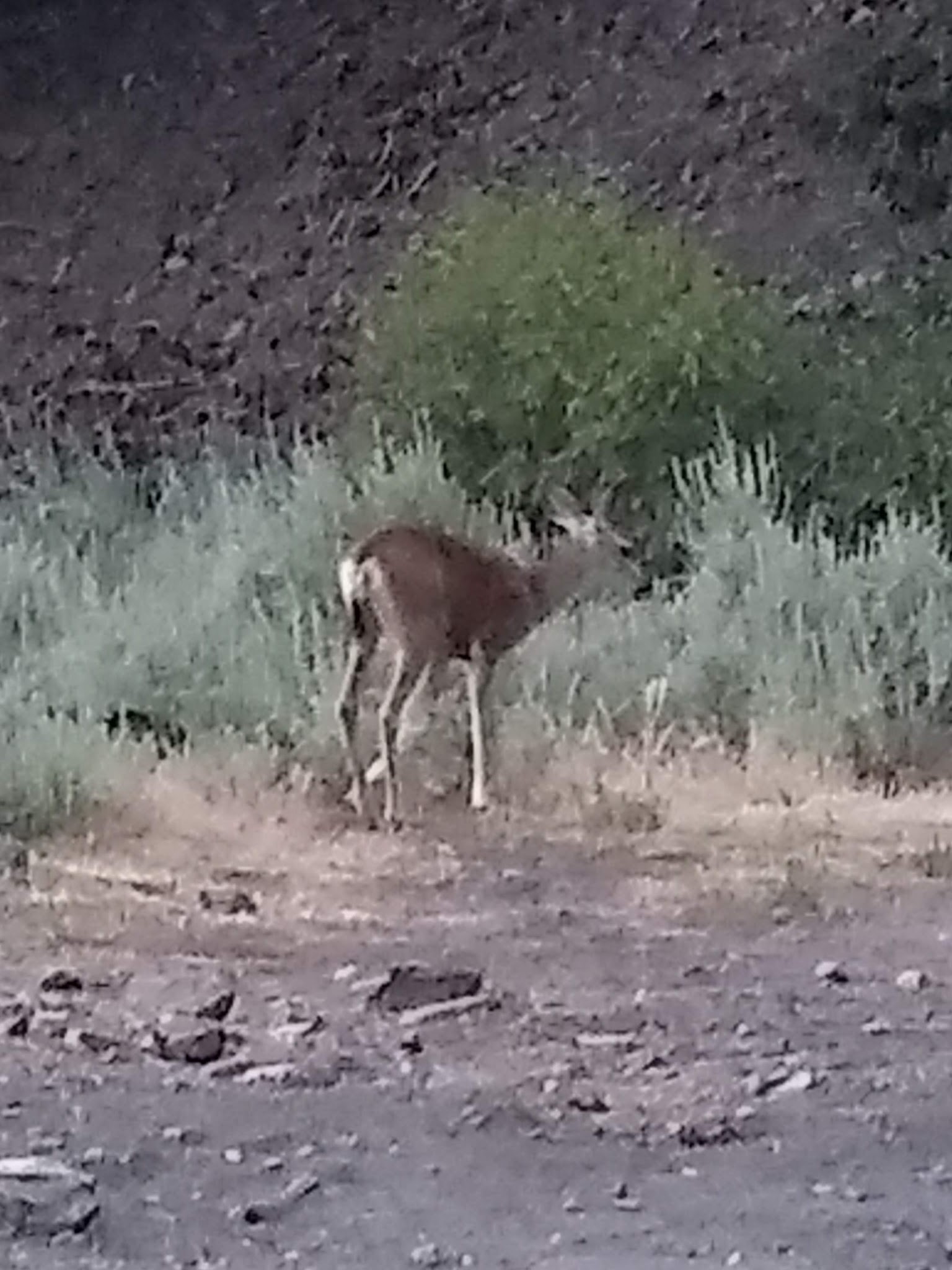 Stockton Flats Yellow Post Sites