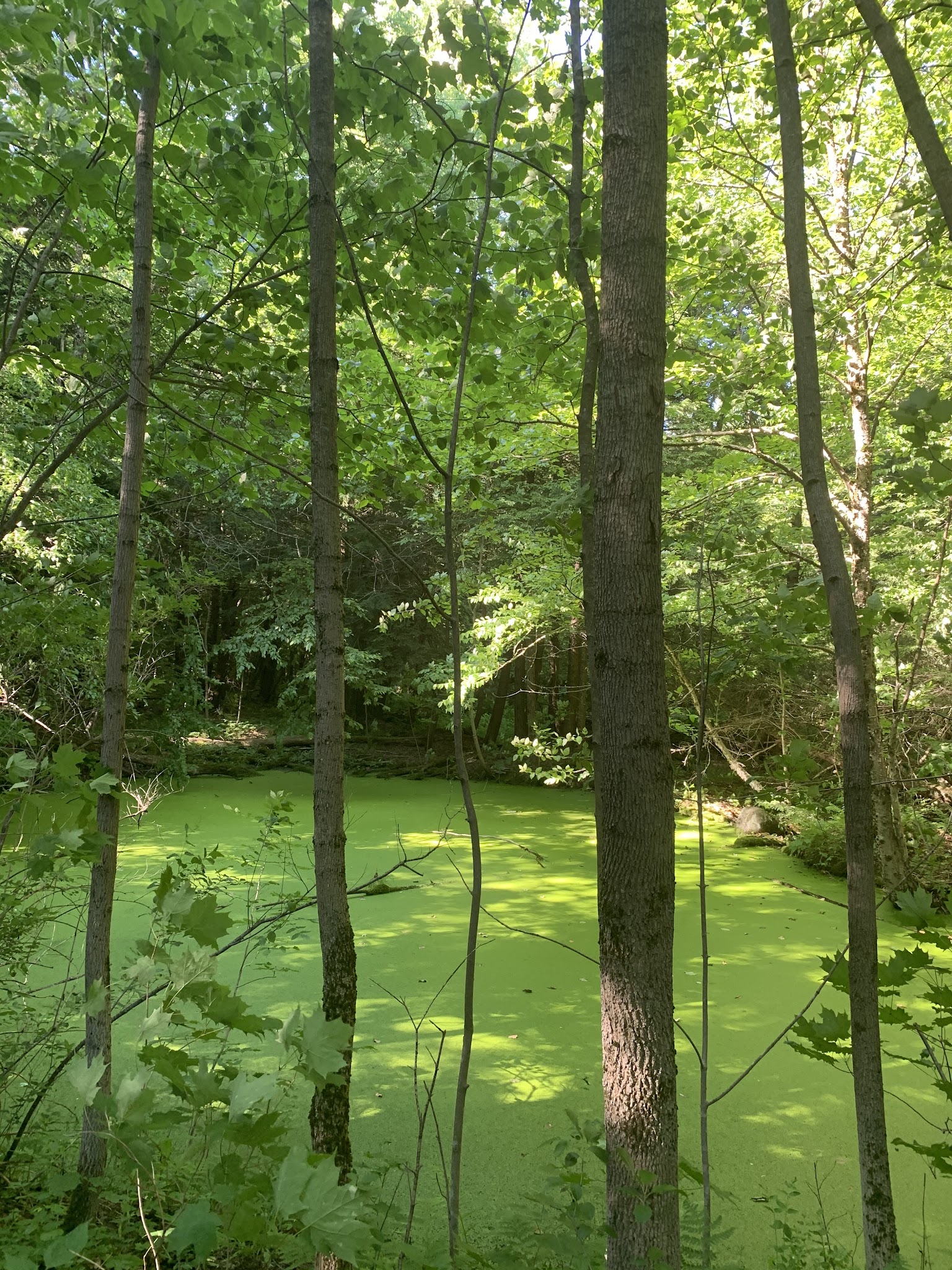 Stoney Pond State Forest Camping Area