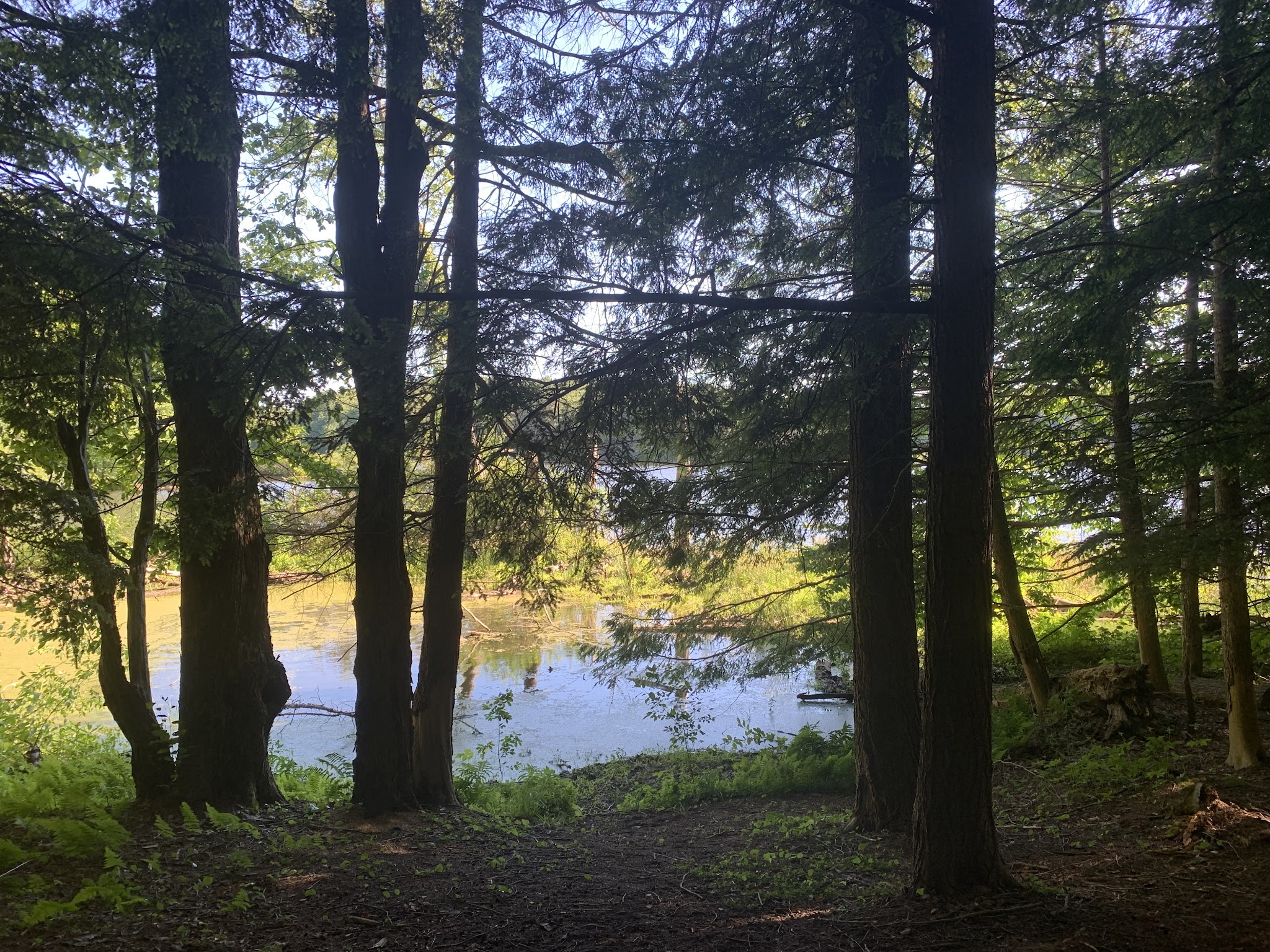 Stoney Pond State Forest Camping Area