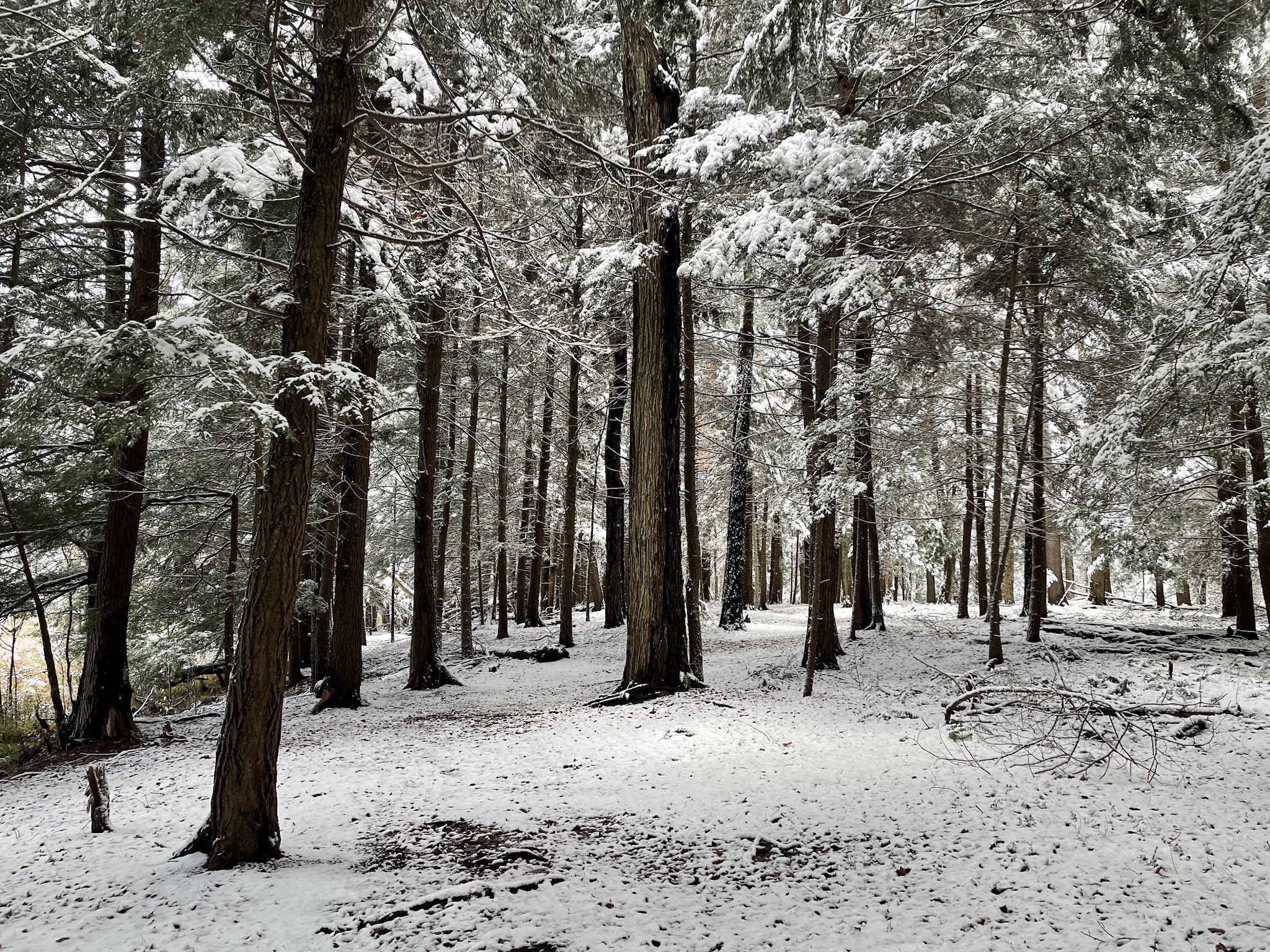 Stoney Pond State Forest Camping Area