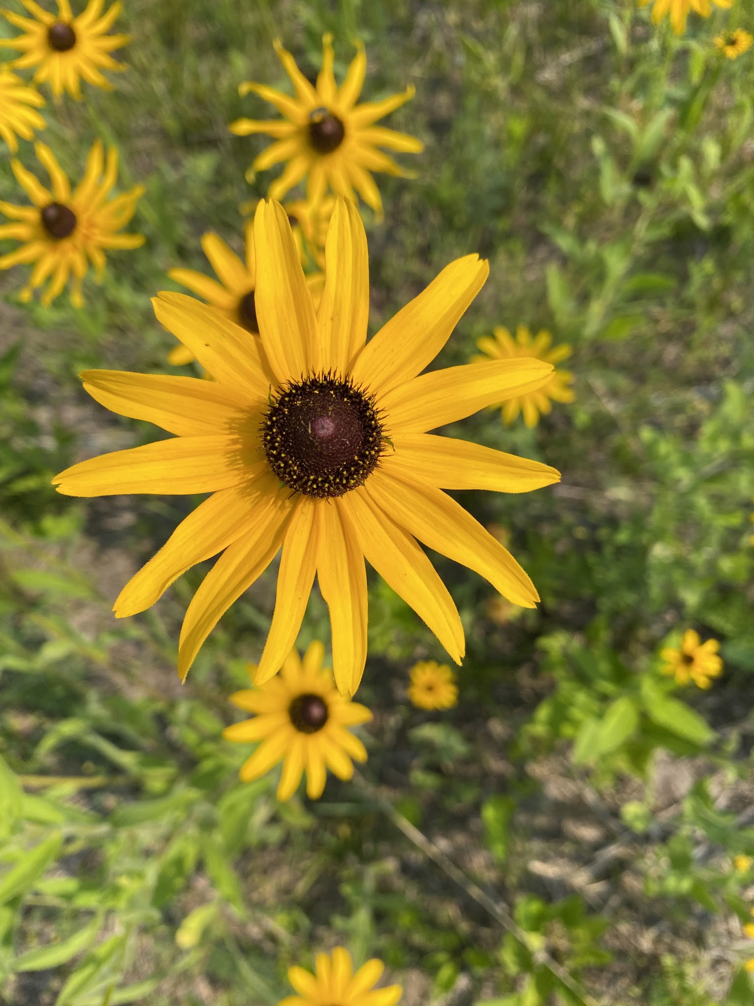 Glacial Drumlin State Trail