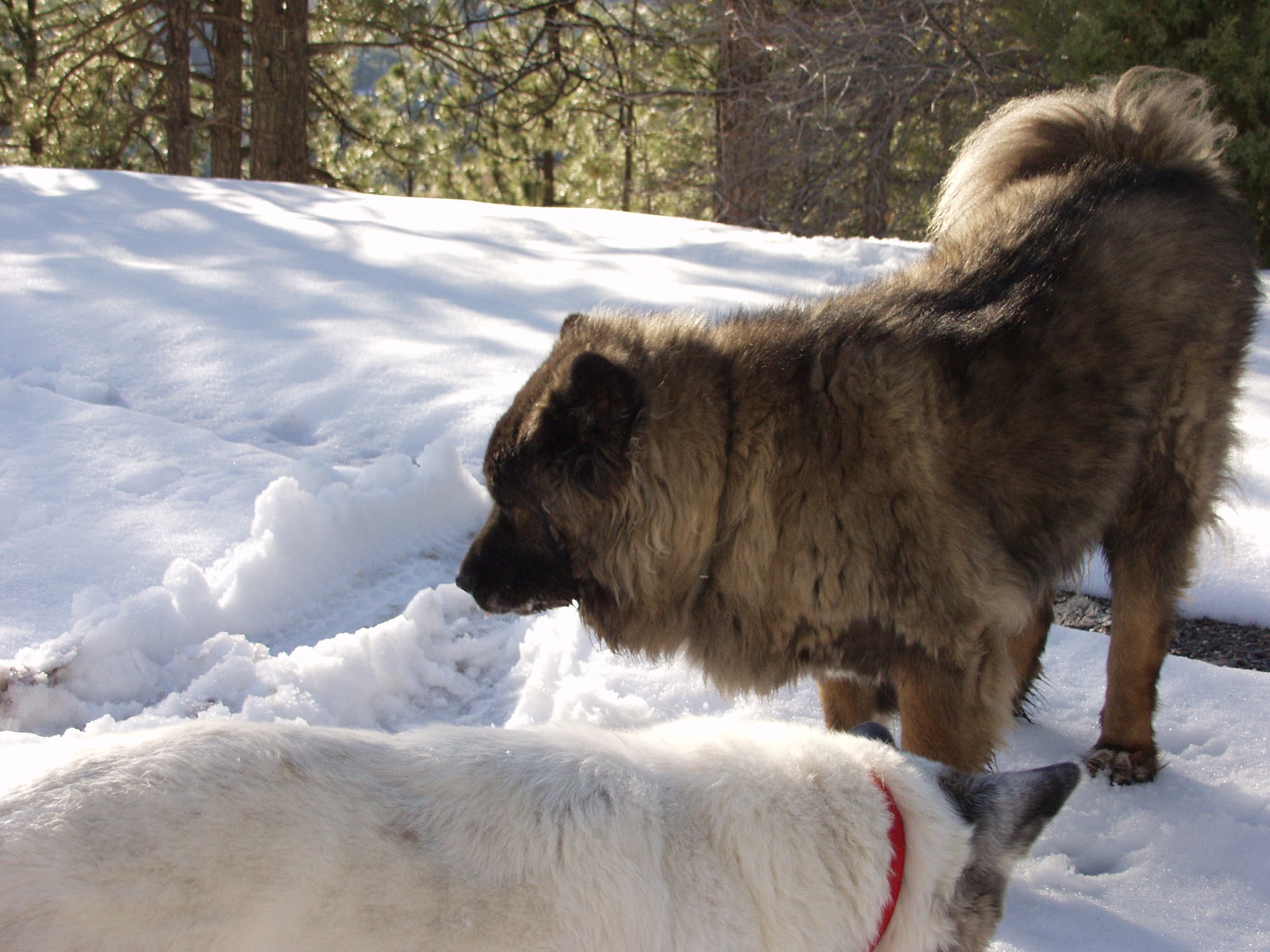 Sulphide Del Rey Campground