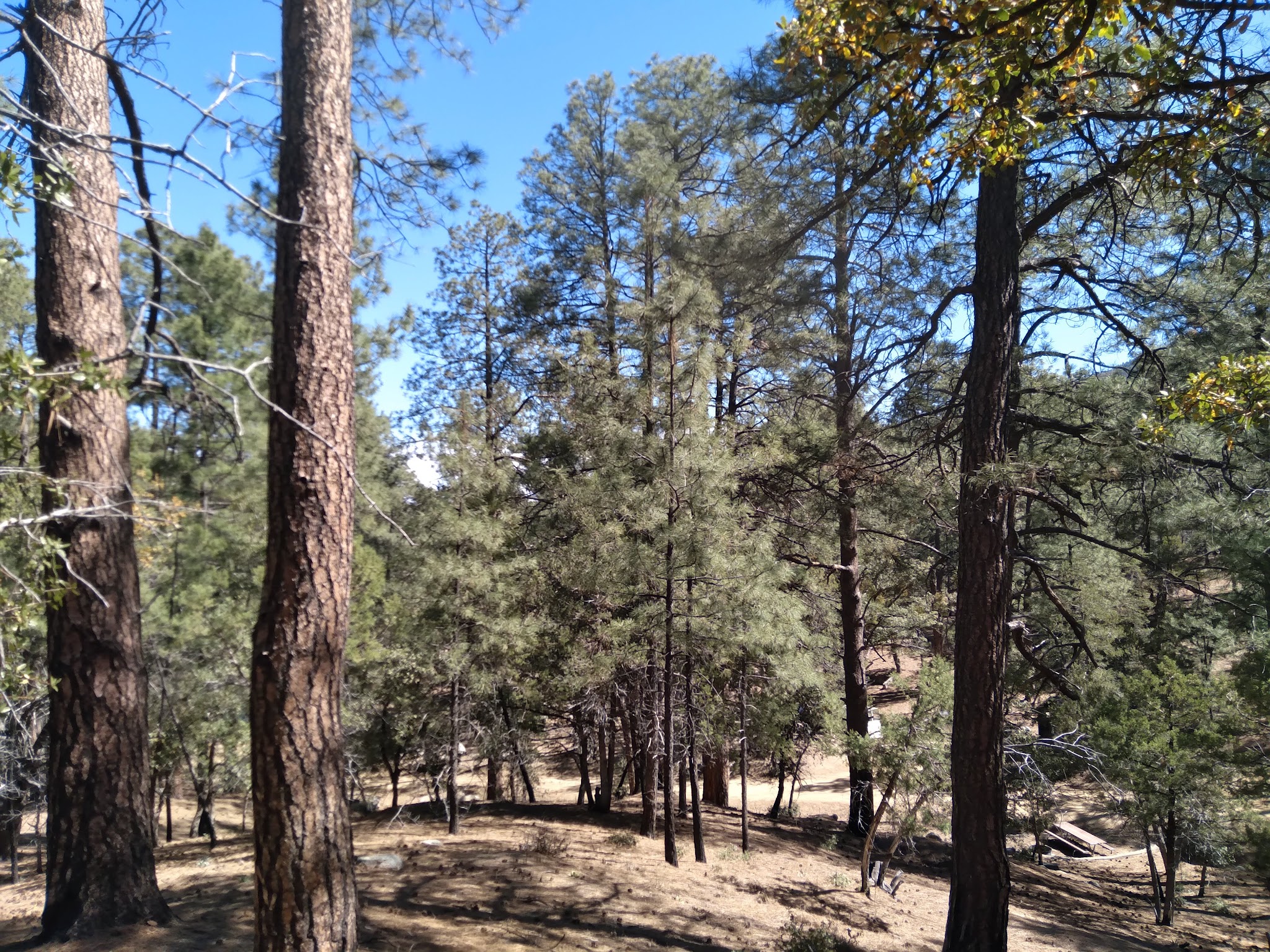 Sulphide Del Rey Campground