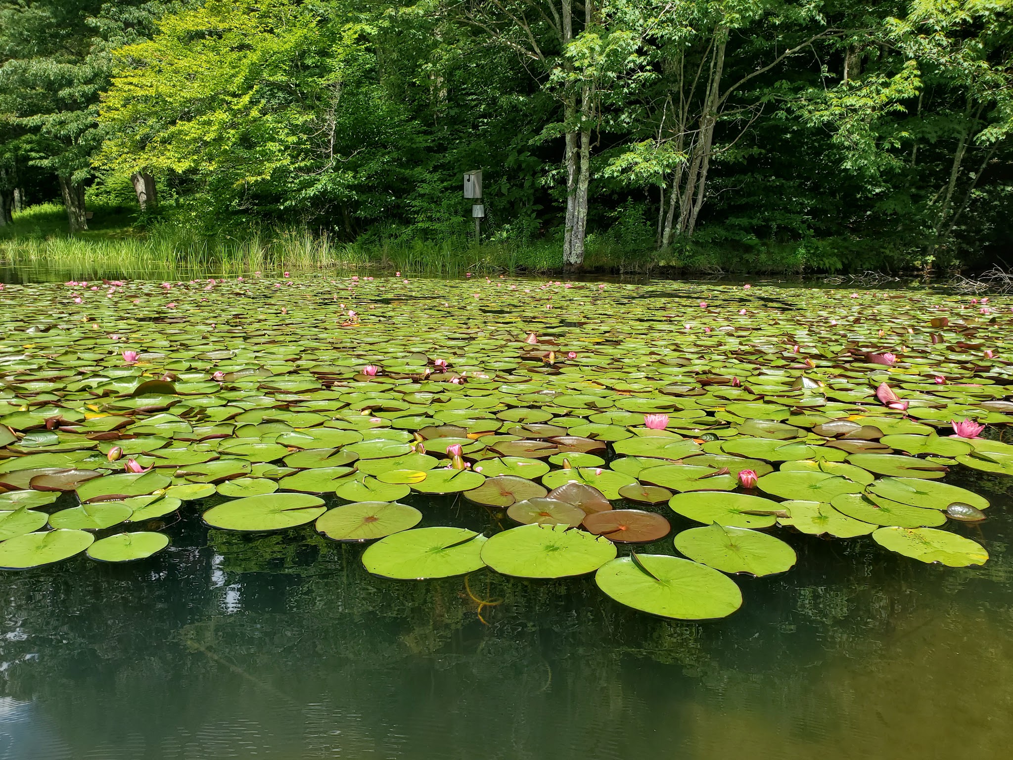 Summit Lake Campground