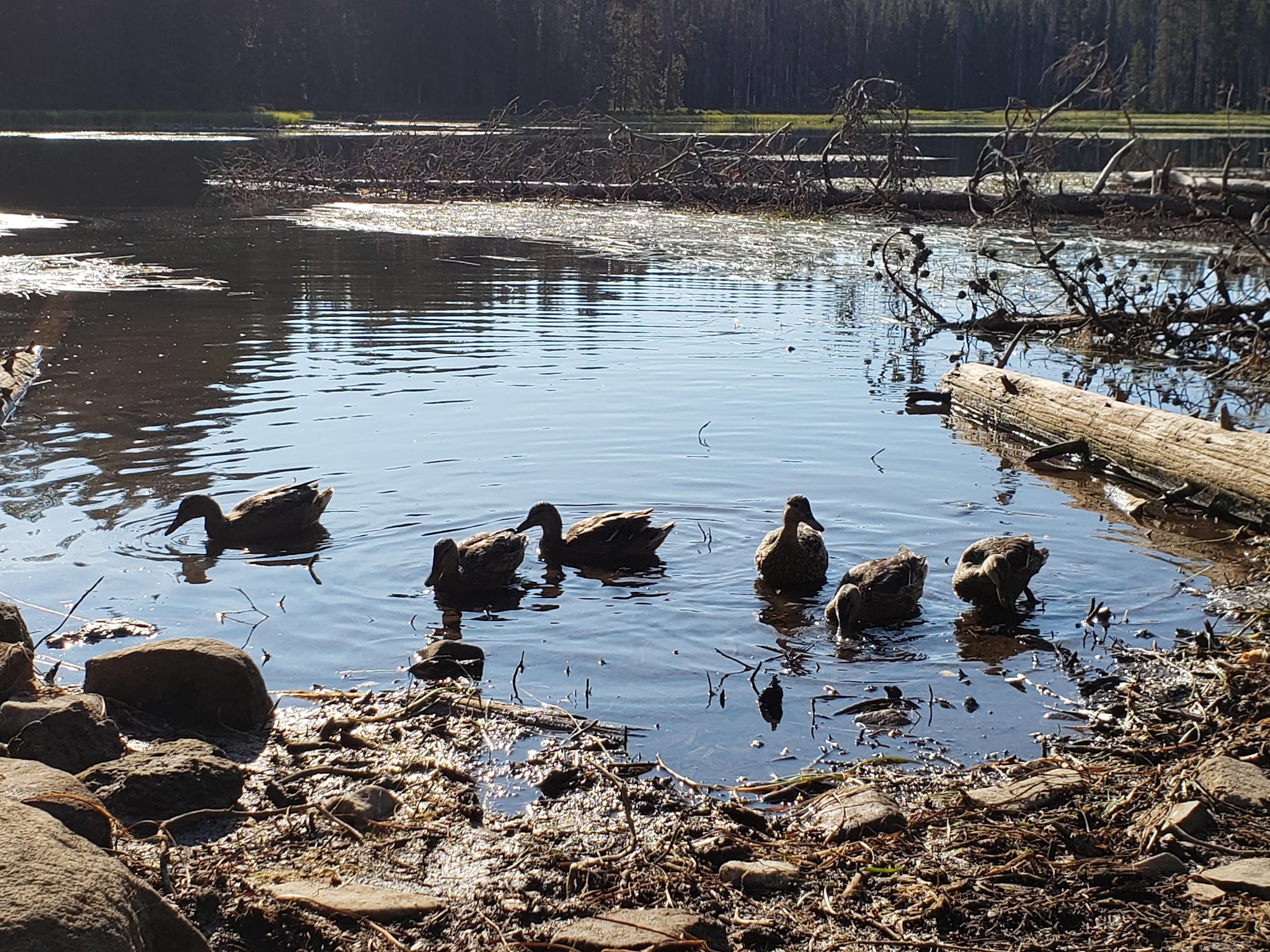 Summit Lake Campground