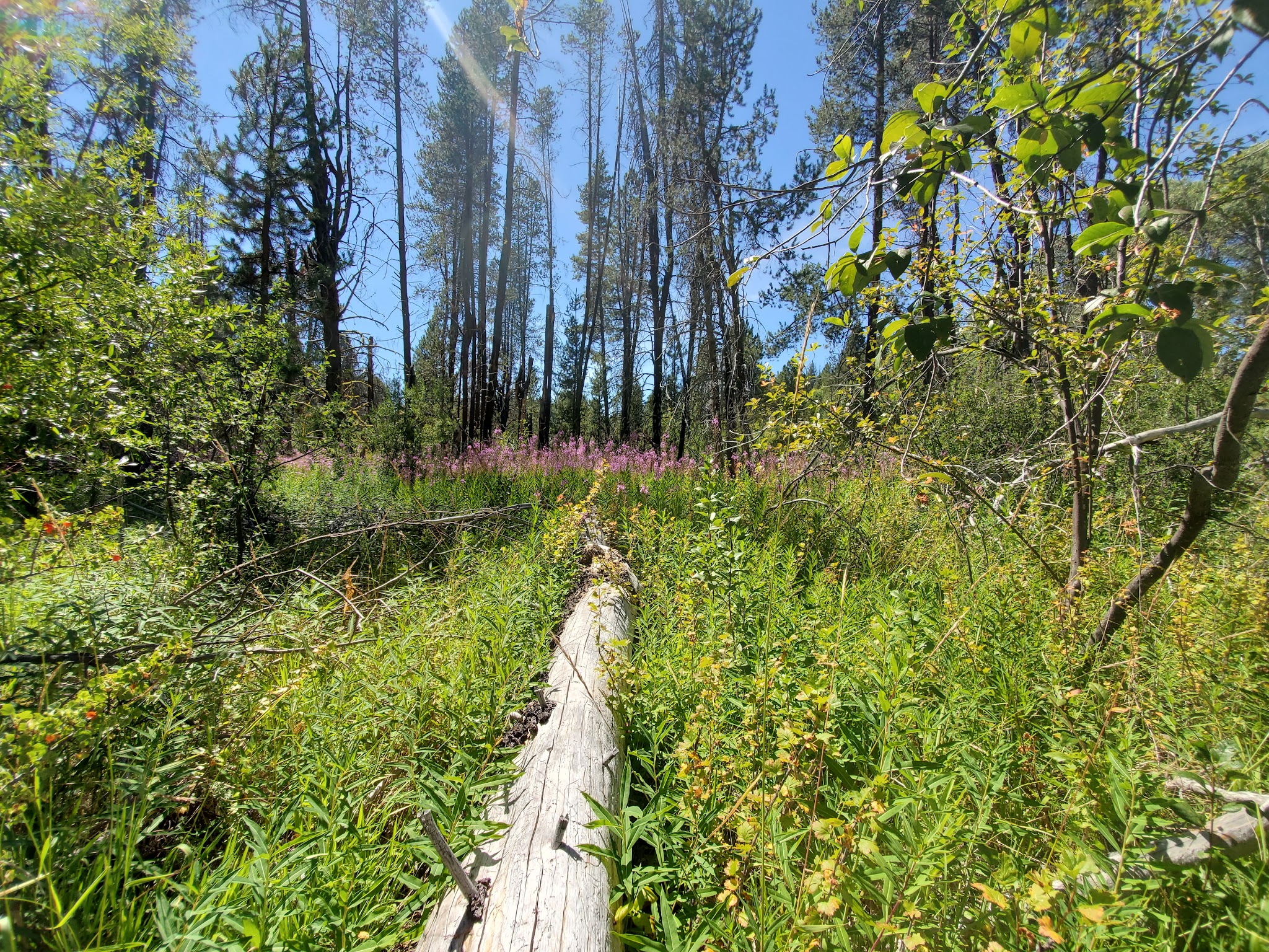 Williamson River Campground