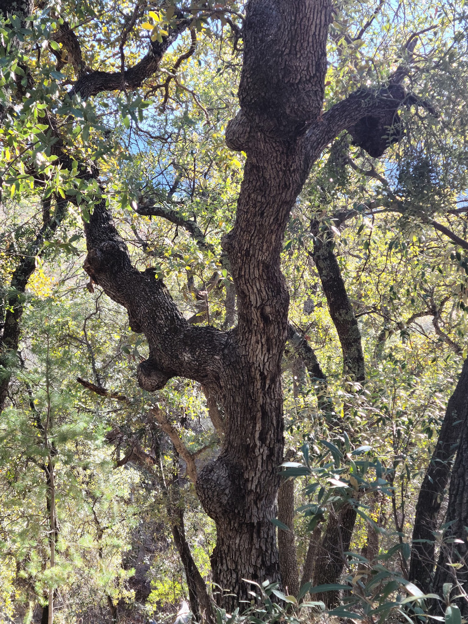 Bog Springs Campground