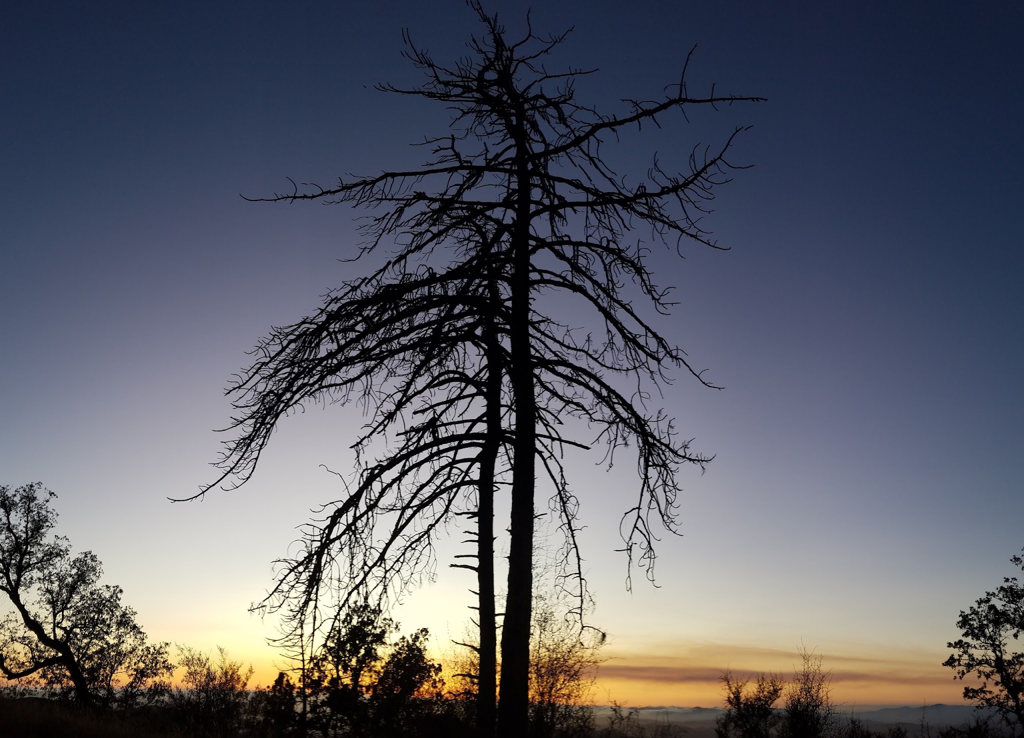 Miranda Pine Campground