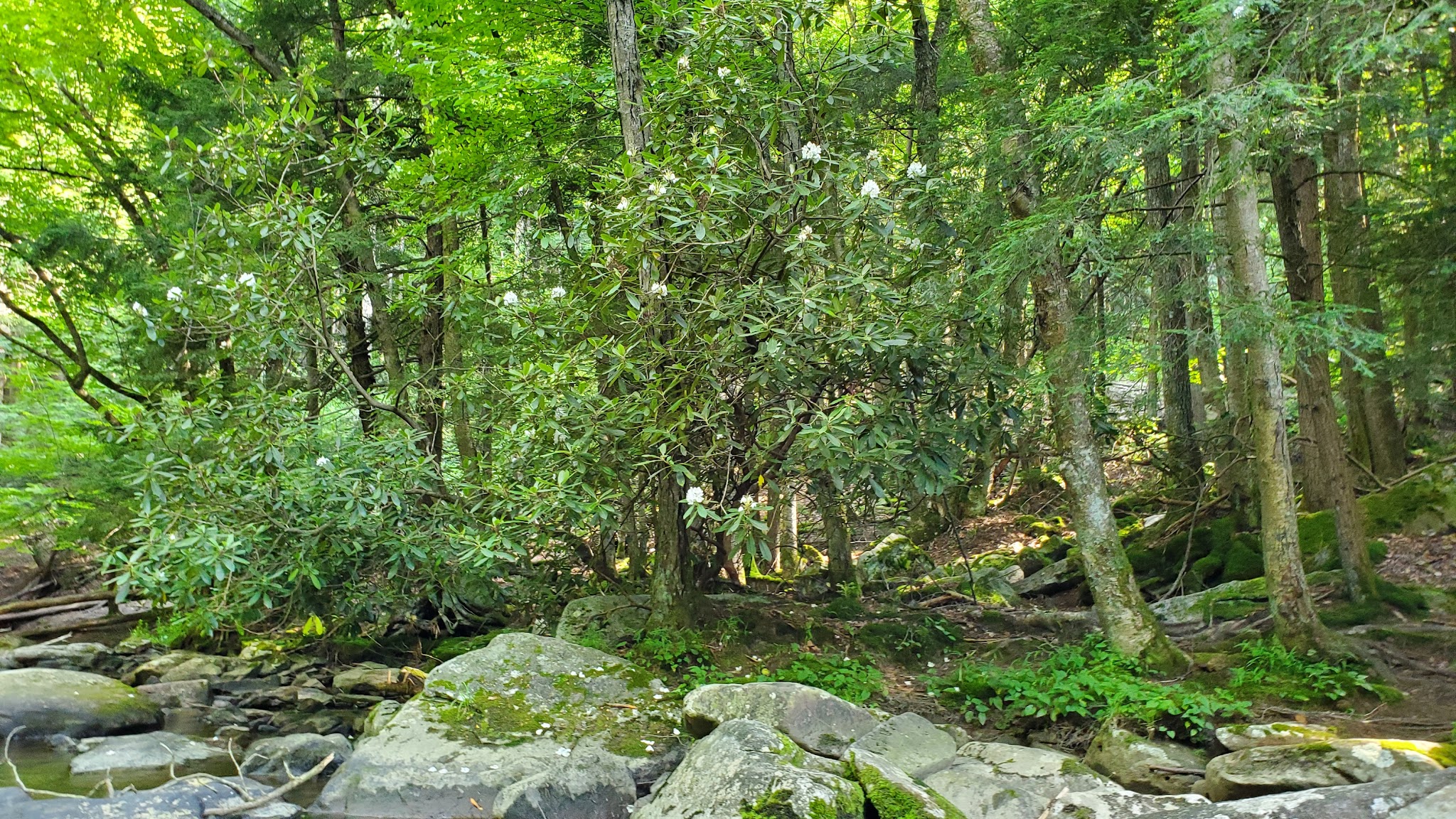 Swallow Falls State Park