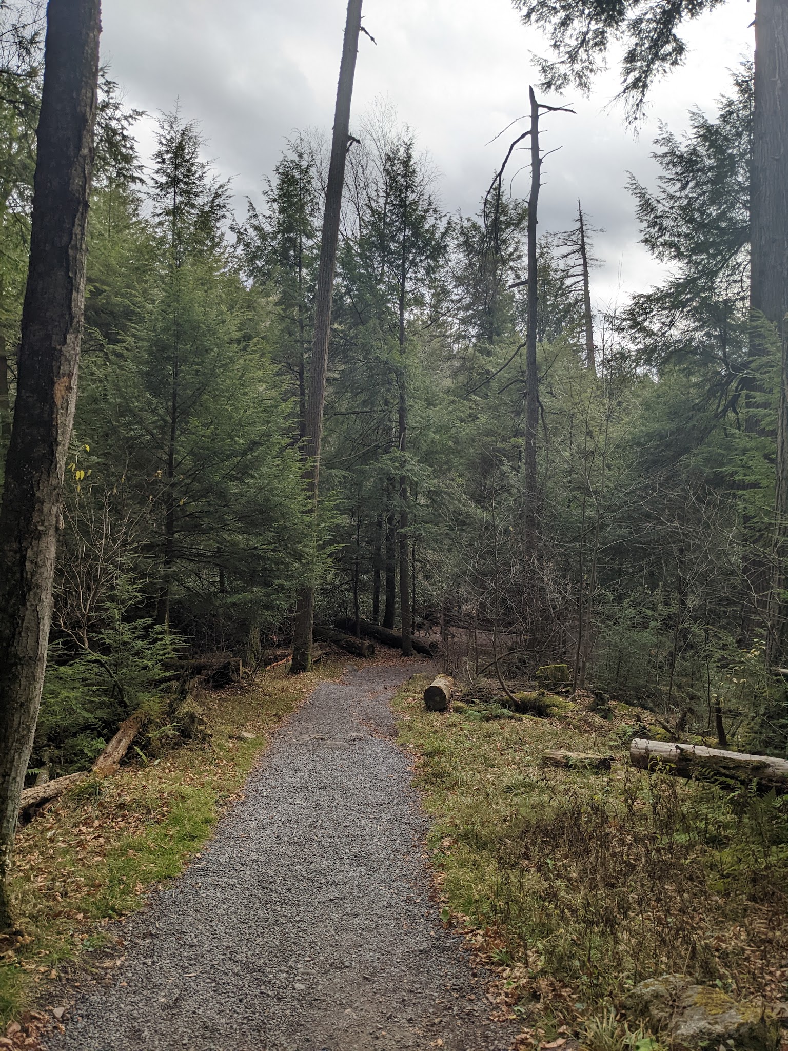 Swallow Falls State Park
