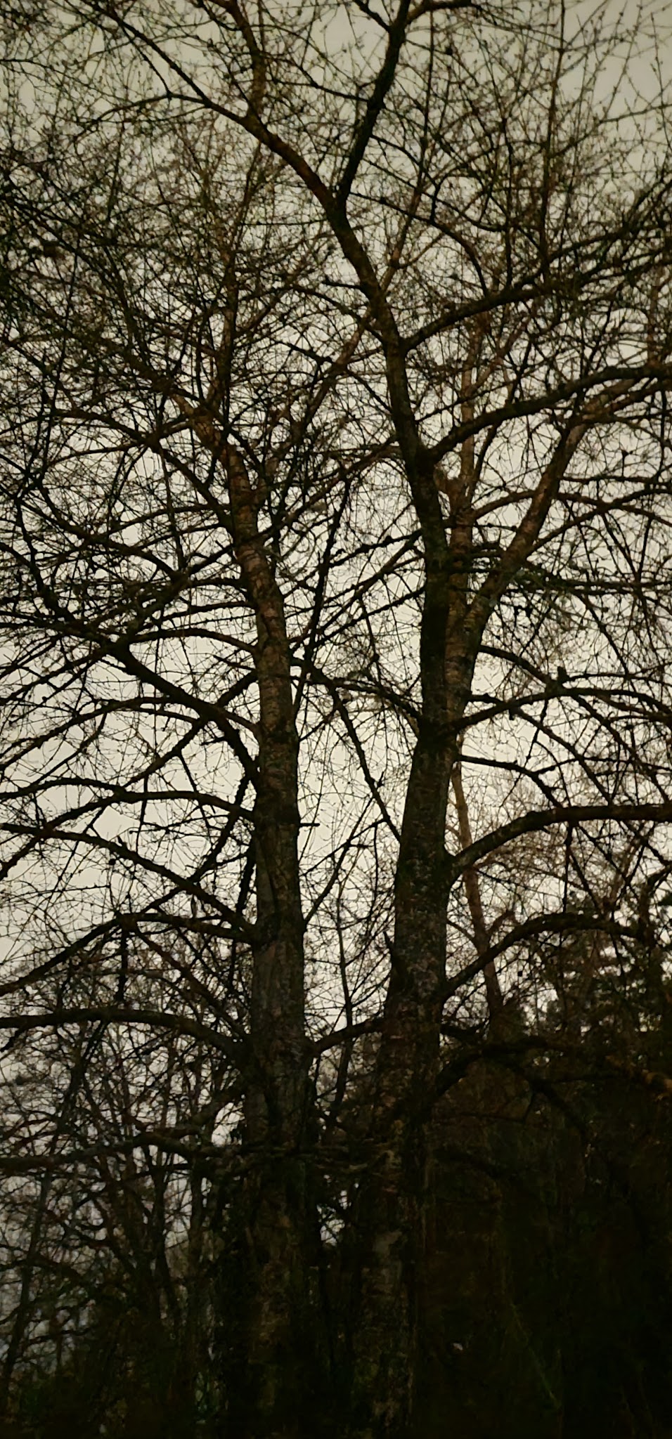 Pascuzzi Pond Natural Sup Campground