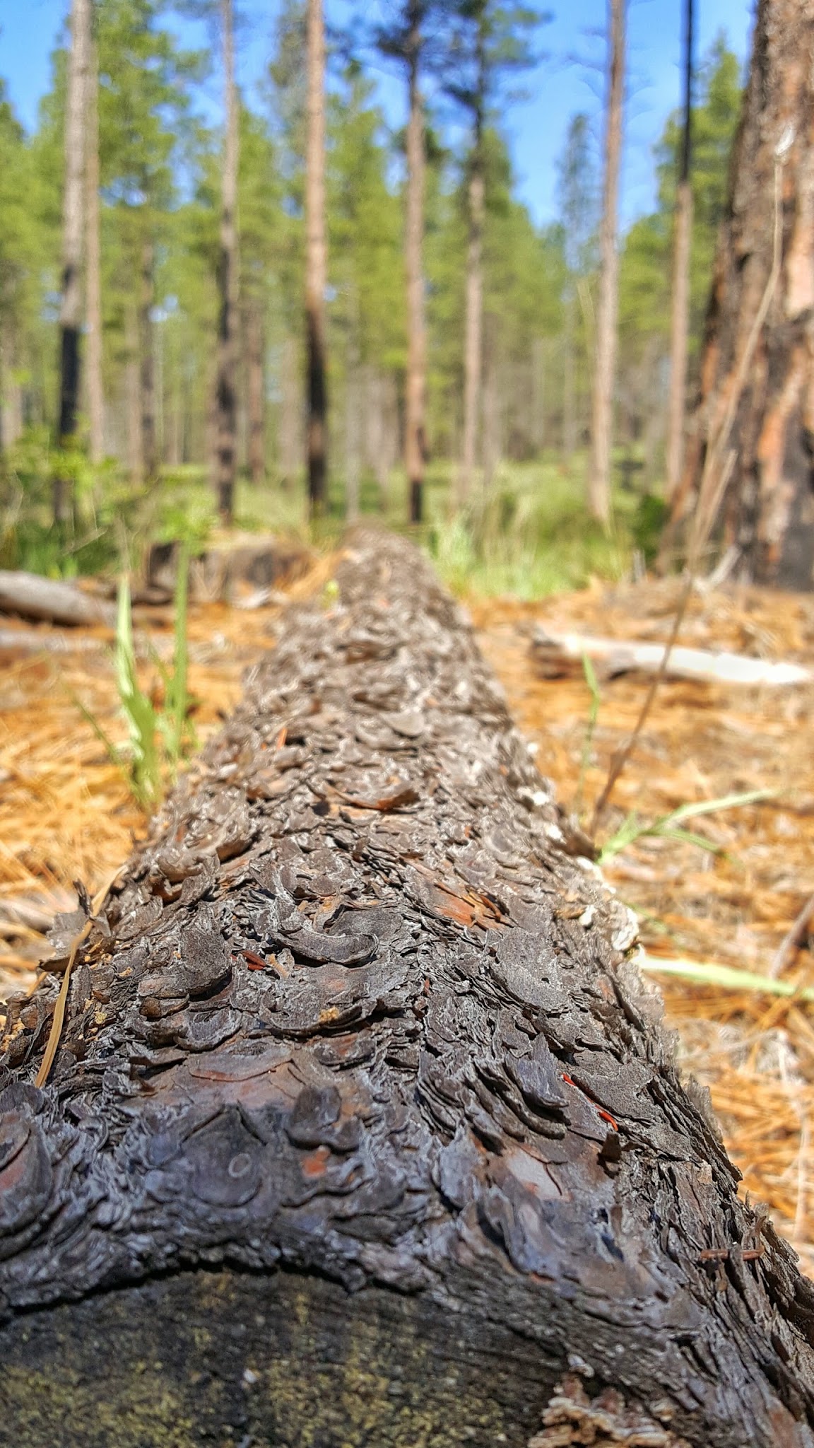 Swisher Lake Campground