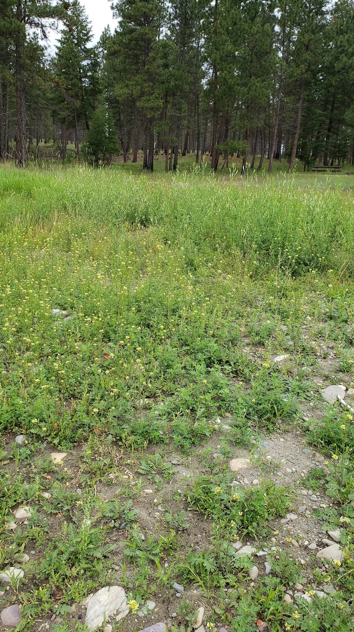 Swisher Lake Campground