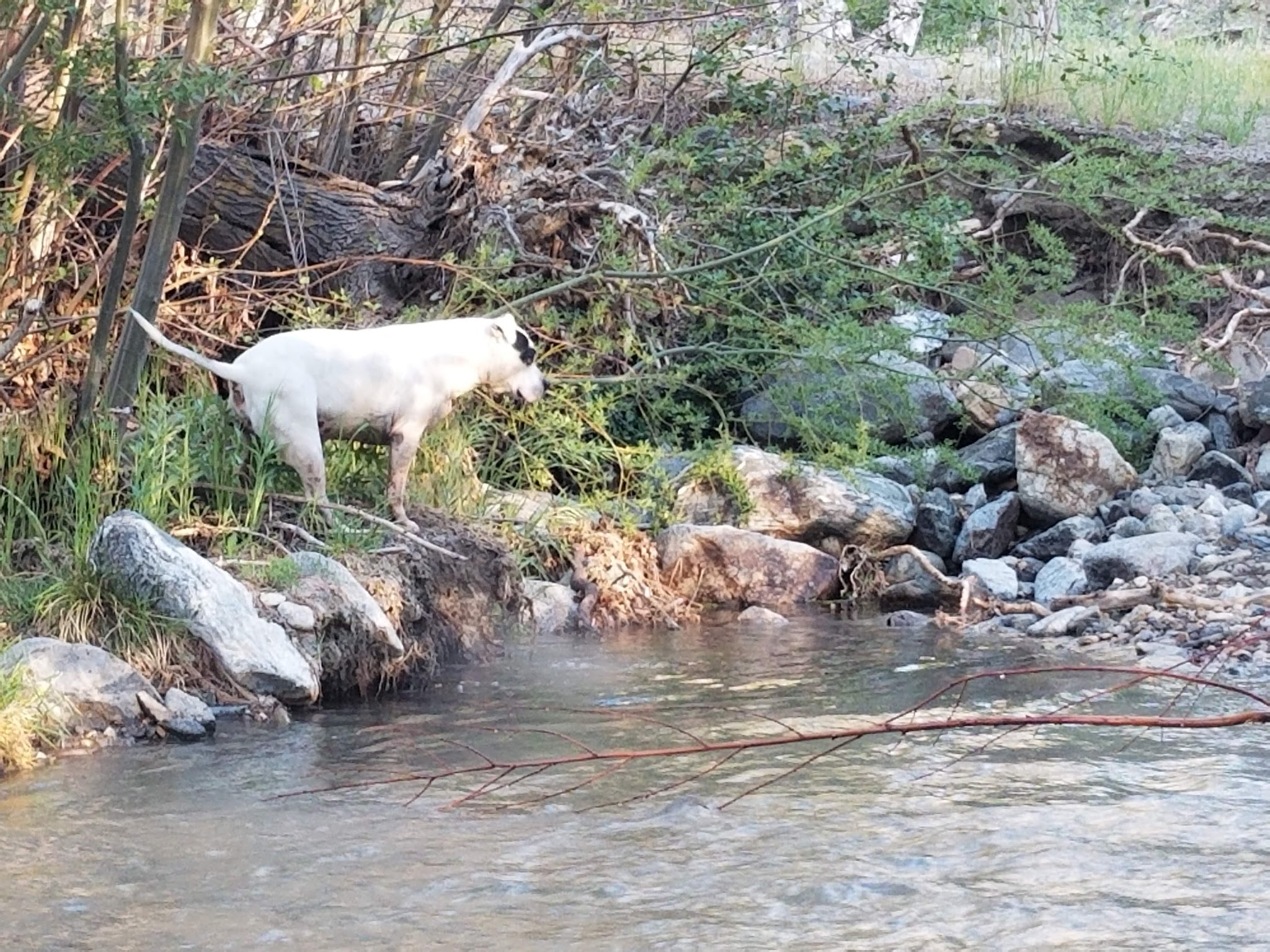 Sycamore Flat Campground