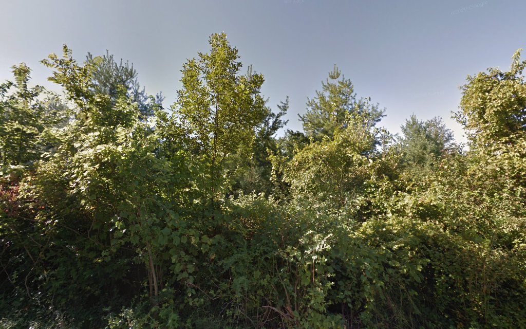 Sycamore Group Campground