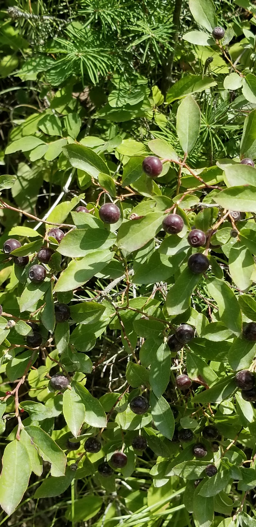 Sylvan Lake Campground