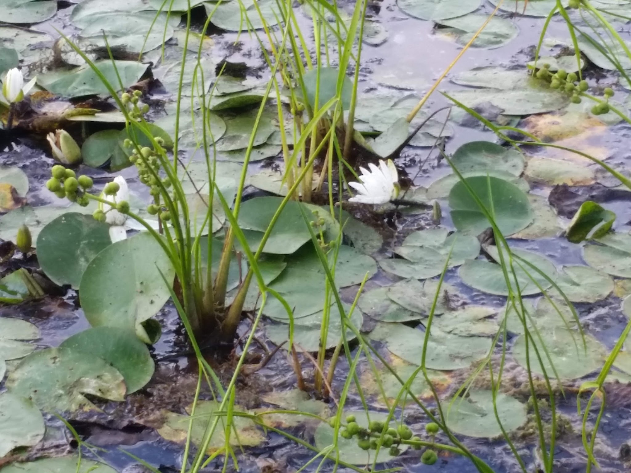 Taconic State Park (Rudd Pond)