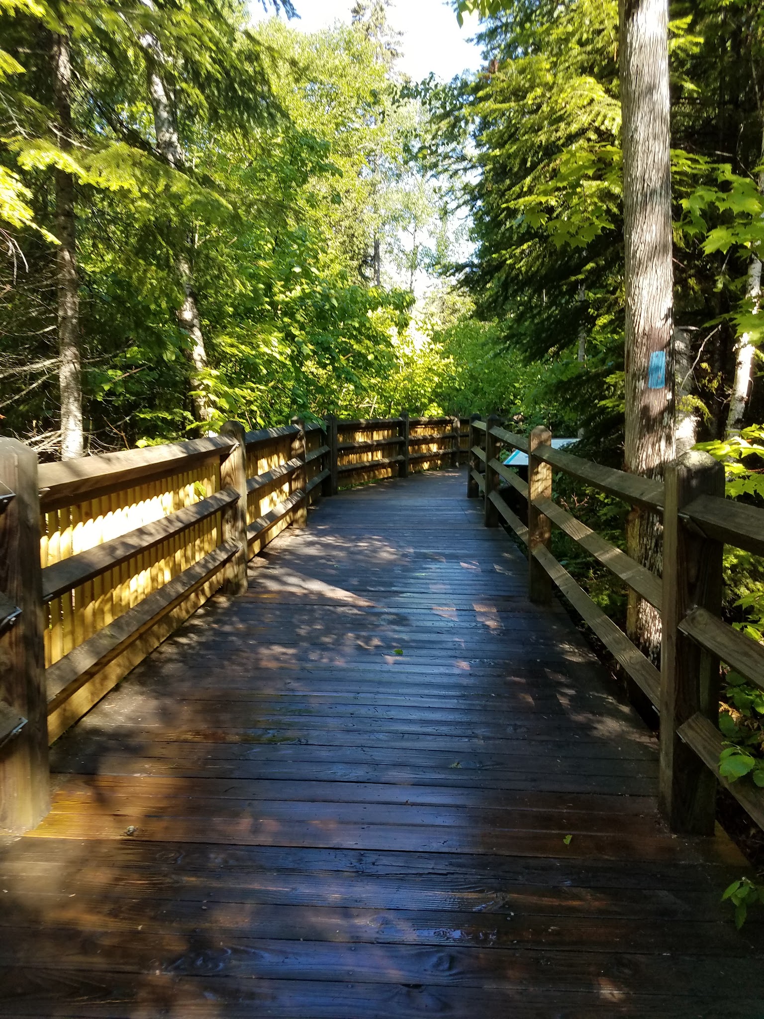 Tahquamenon Falls-Rivermouth Pines Campground