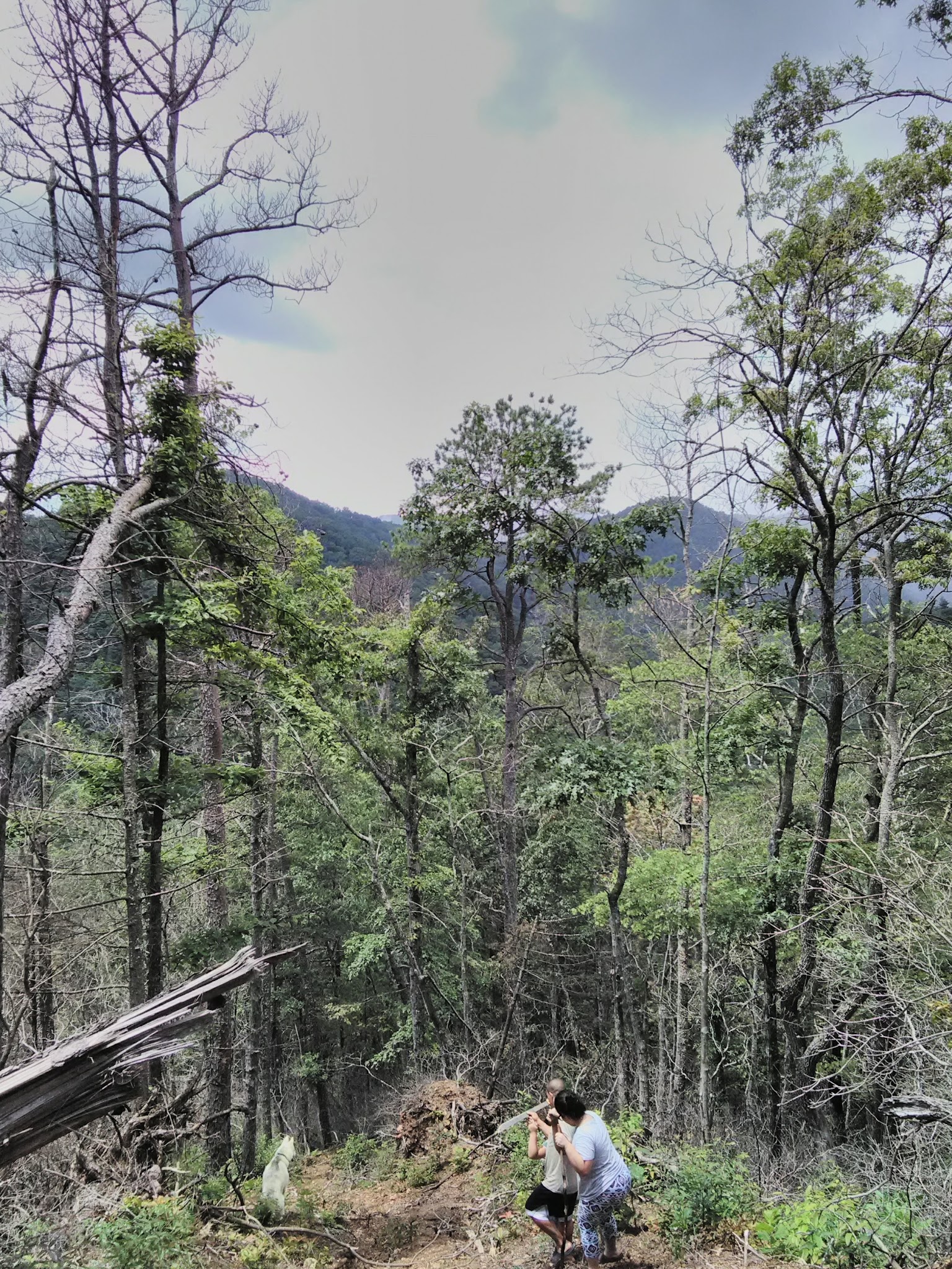 Tate Branch Campground