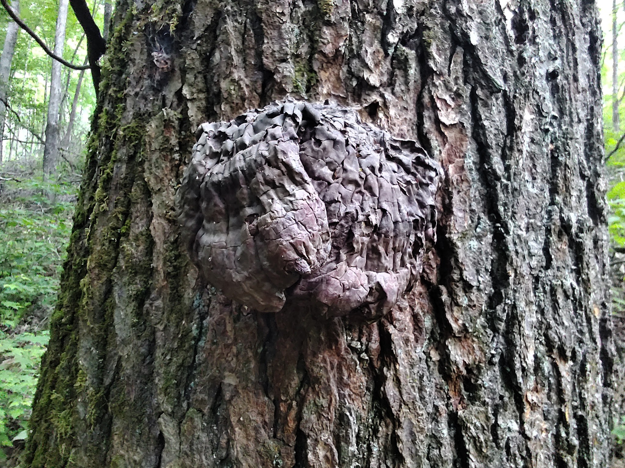 Tate Branch Campground