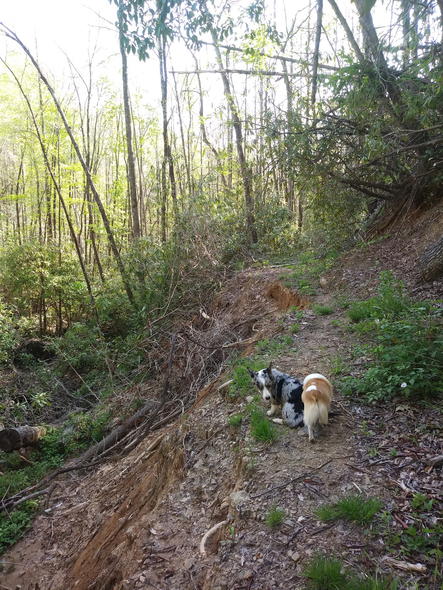 Tate Branch Campground