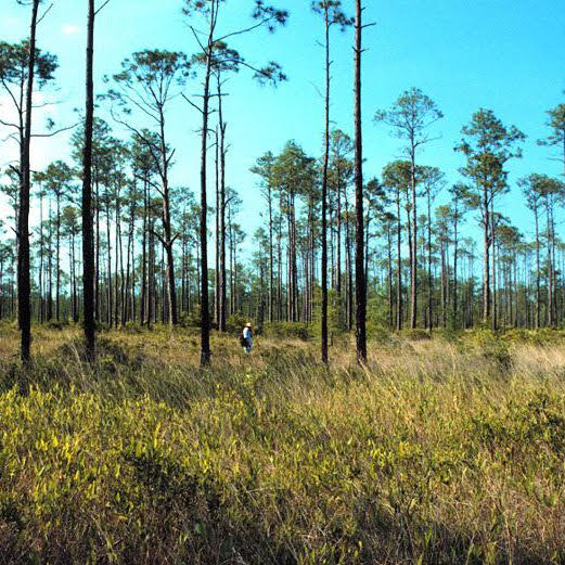Tate&Apos;S Hell State Forest Cash Creek Campground
